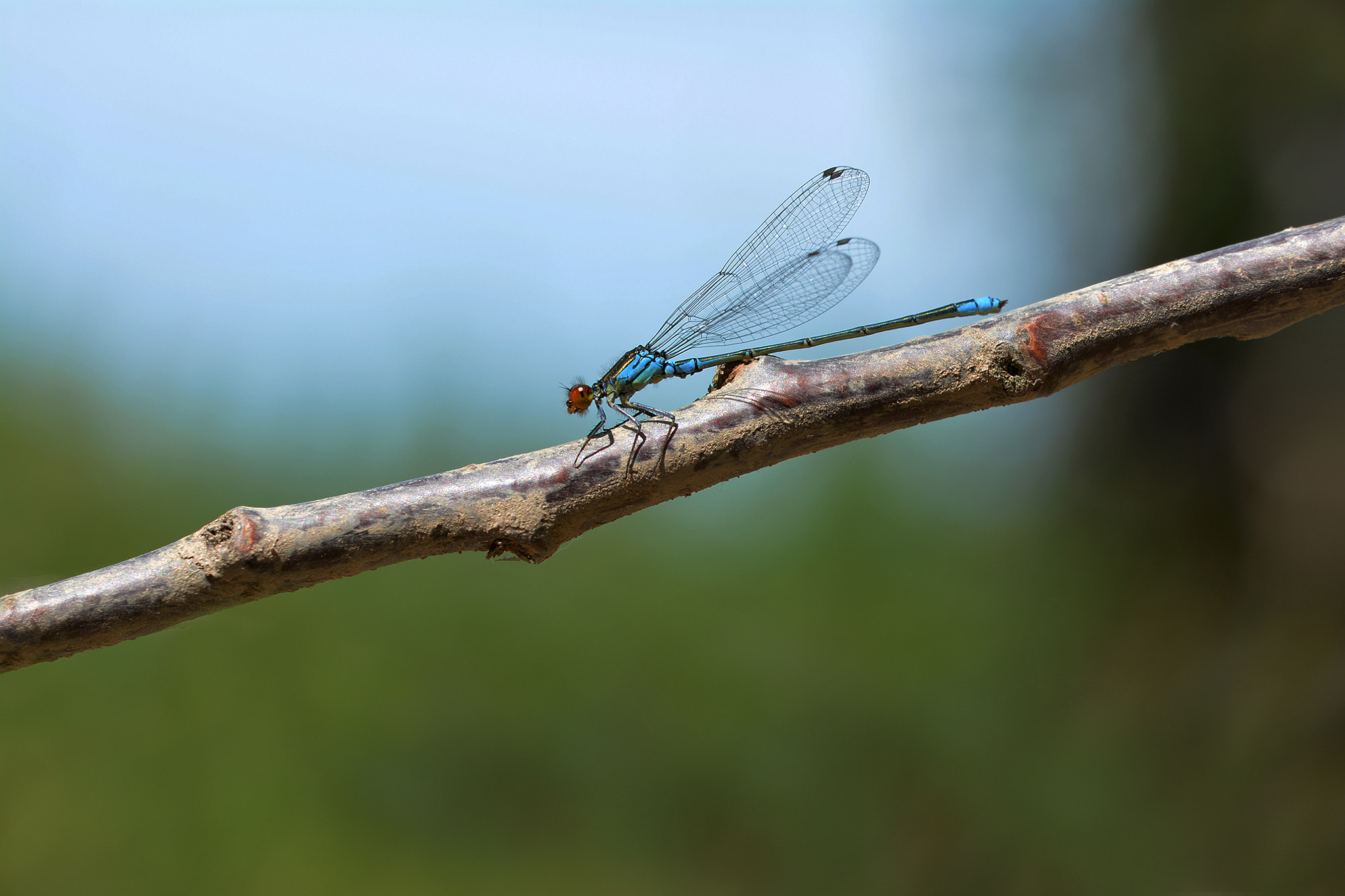 Sigma 105mm F2.8 EX DG OS HSM sample photo. Dsc photography