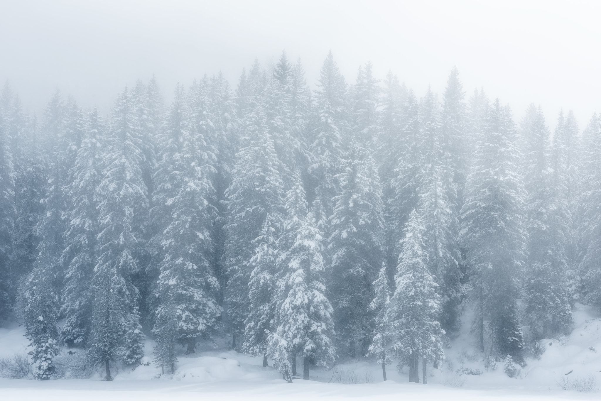 Sigma 70-200mm F2.8 EX DG OS HSM sample photo. Silence in the snow photography