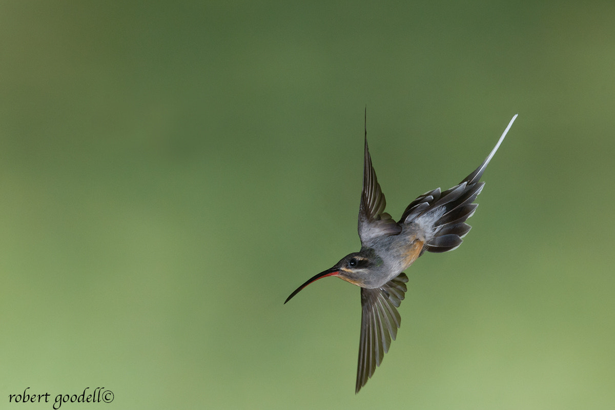 Nikon D300 + Nikon AF-S Nikkor 500mm F4G ED VR sample photo. Green hermit photography