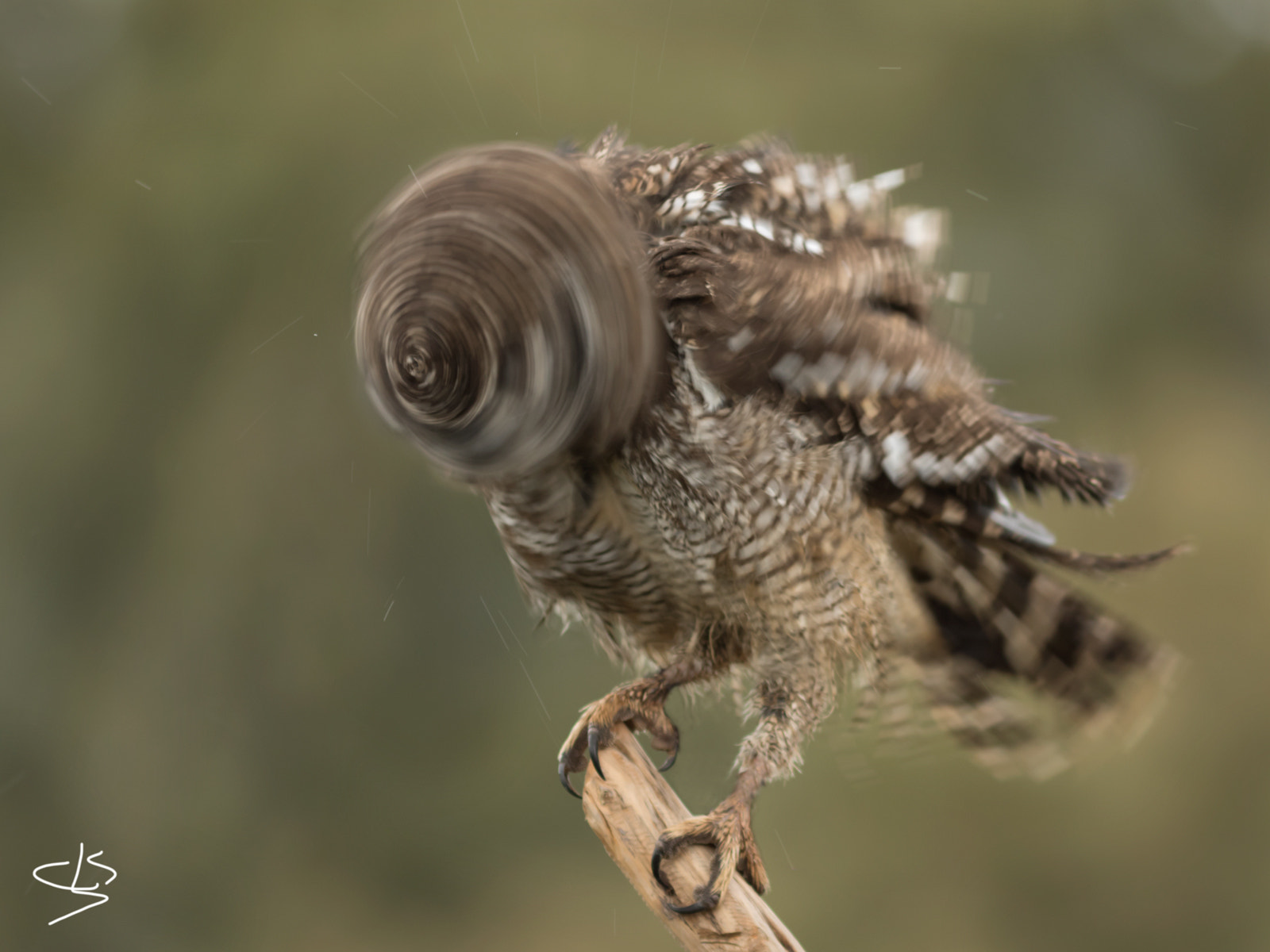 Canon EF 300mm F4L IS USM sample photo. Centrifugando photography