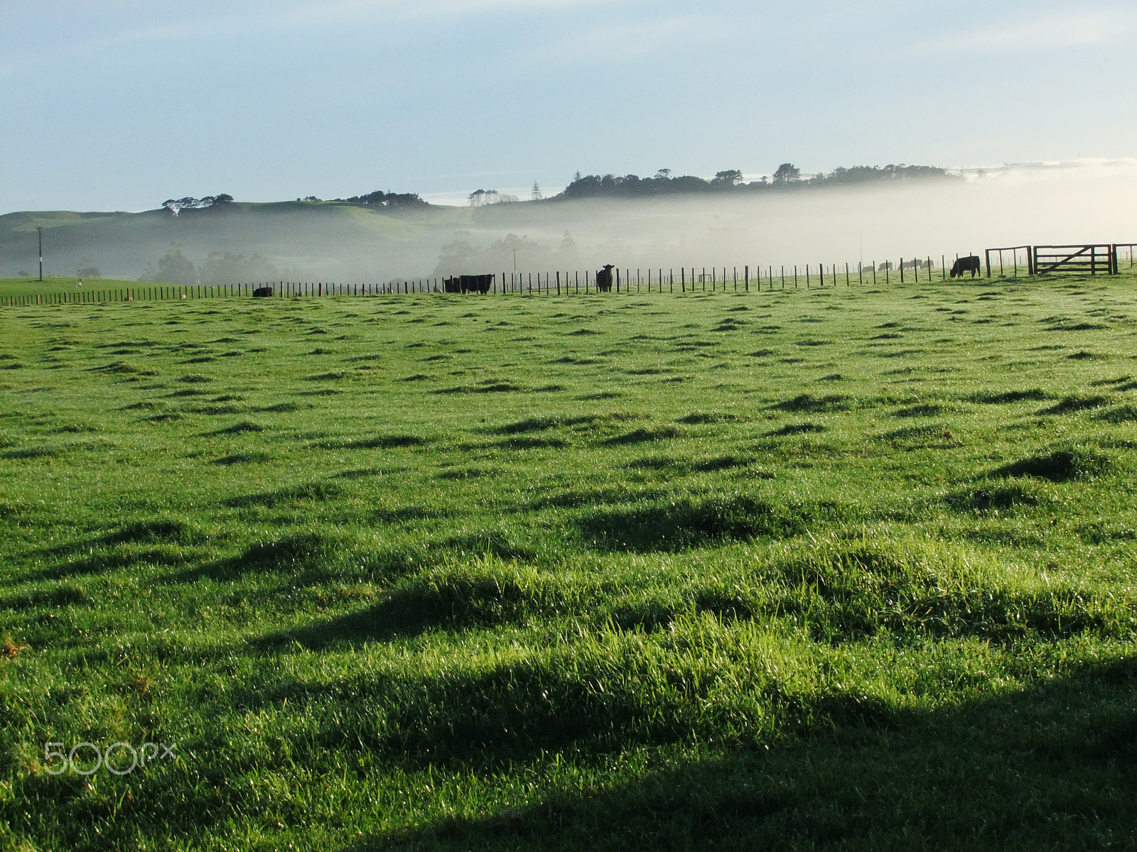 FujiFilm FinePix F70EXR (FinePix F75EXR) sample photo. Misty cows photography