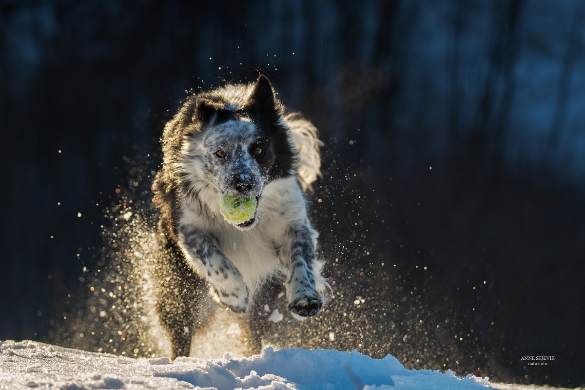 Canon EOS-1D X Mark II sample photo. A dog and his ball. photography