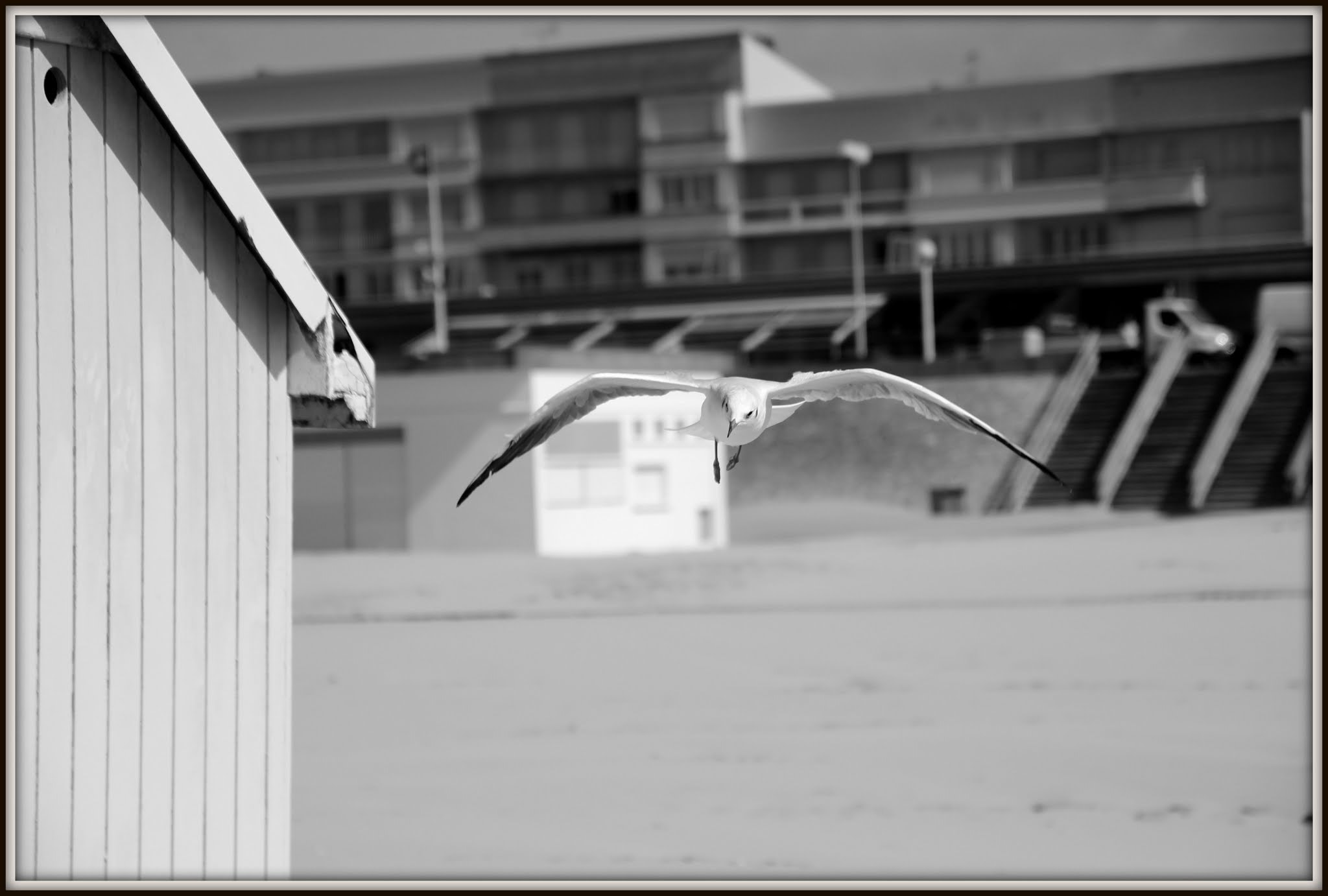 Canon EOS 600D (Rebel EOS T3i / EOS Kiss X5) + Sigma 17-70mm F2.8-4 DC Macro OS HSM sample photo. Bird -seagul-baie de somme -france photography