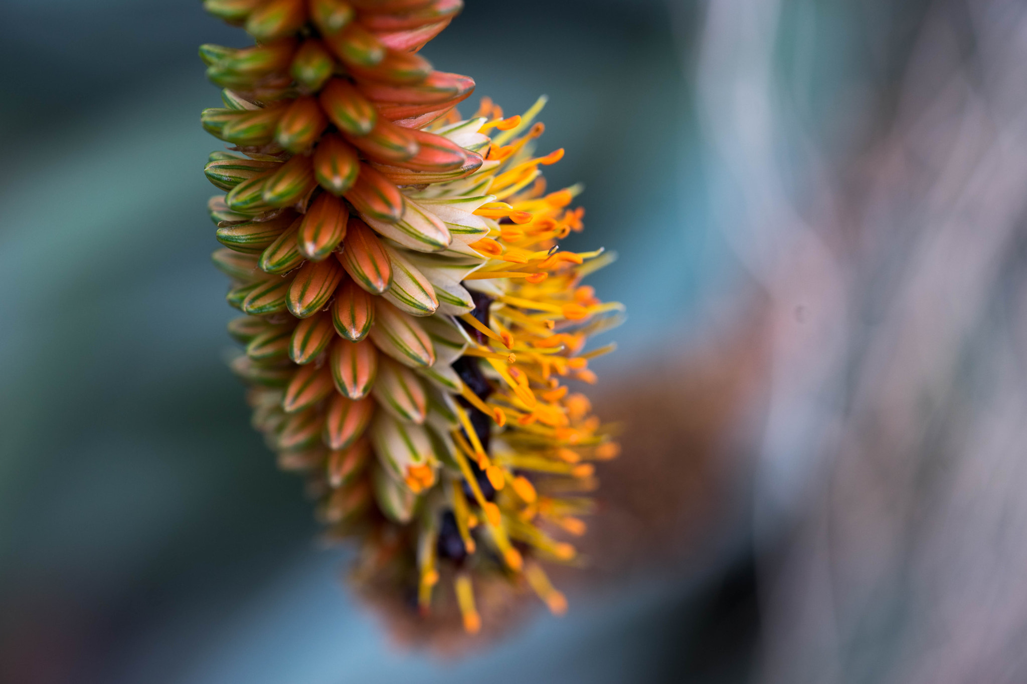 Sony a7 II + Sony FE 90mm F2.8 Macro G OSS sample photo. Greens photography