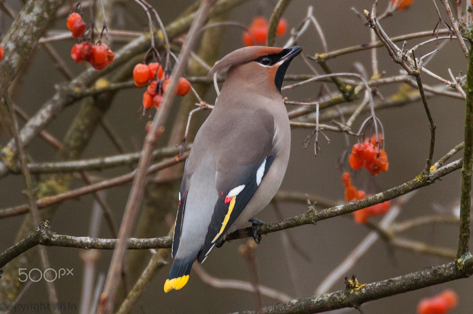 Sigma 150-600mm F5-6.3 DG OS HSM | C sample photo. Bohemian waxwing / pestvogel photography