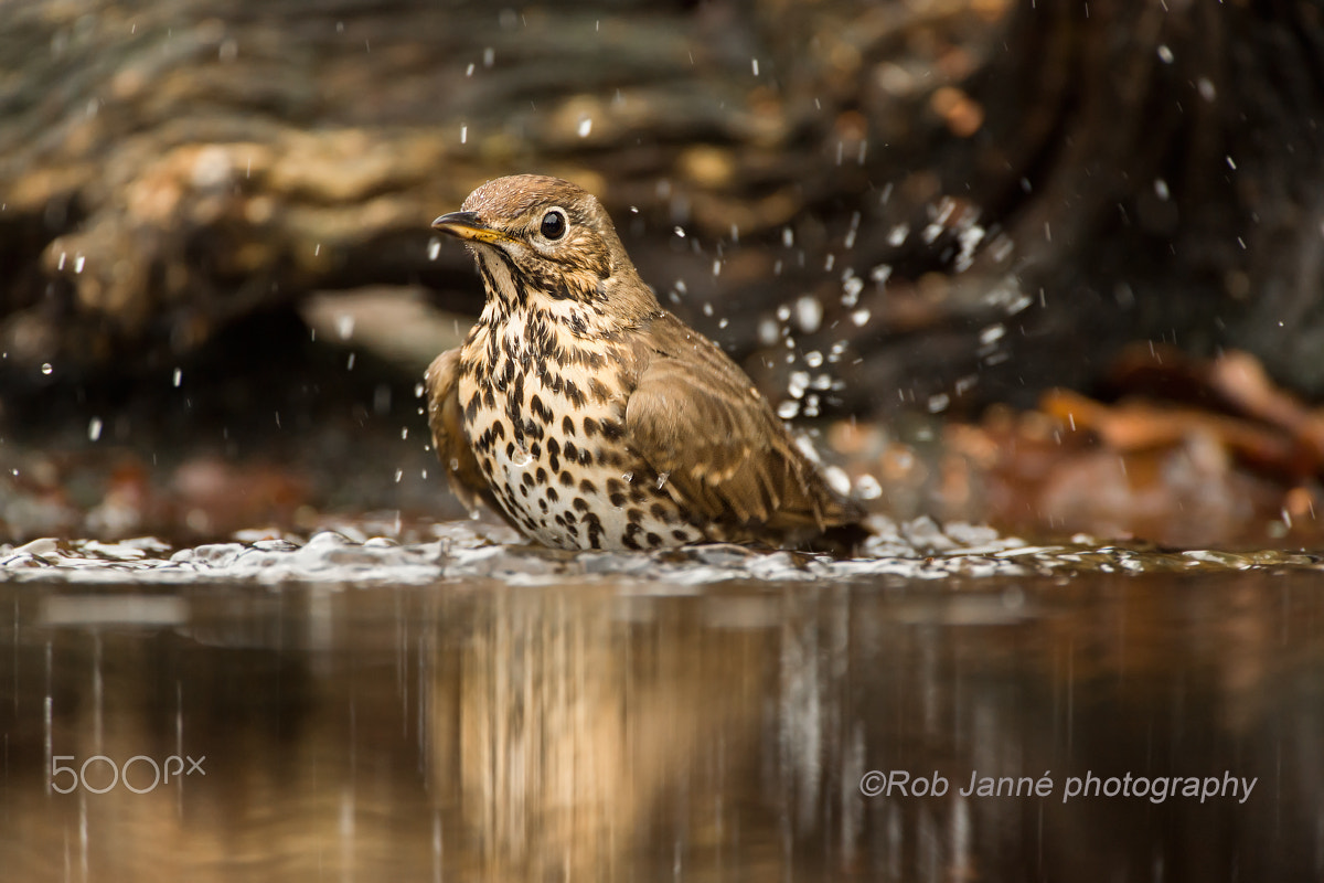 Nikon D4S + Nikon AF-S Nikkor 500mm F4G ED VR sample photo. Bathing song thrush photography