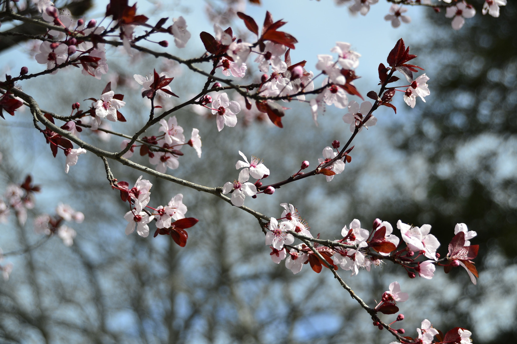 Sigma 18-250mm F3.5-6.3 DC Macro OS HSM sample photo. Cherry blossoms close to home photography