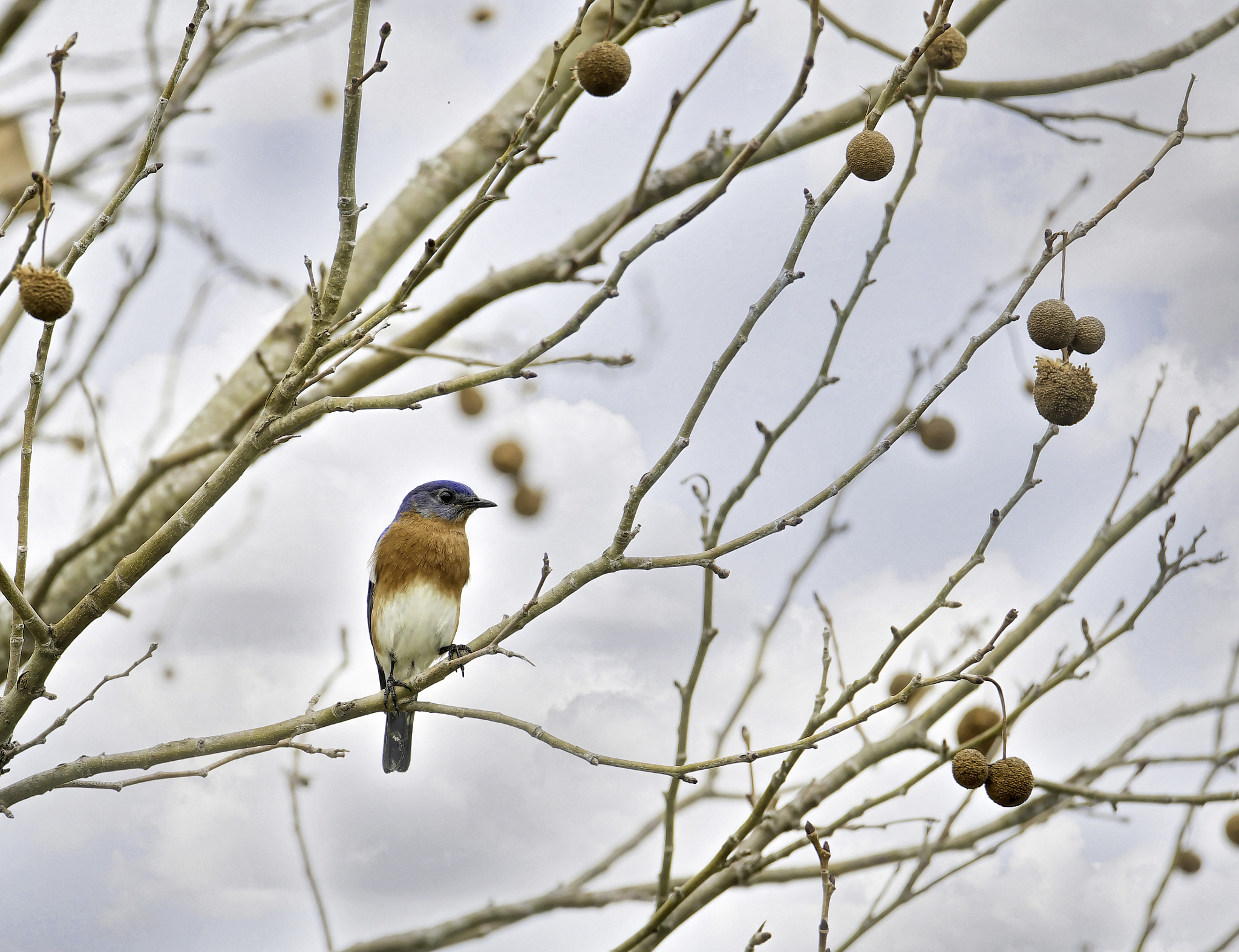 Nikon D500 + Sigma 50mm F2.8 EX DG Macro sample photo. Bluebird photography