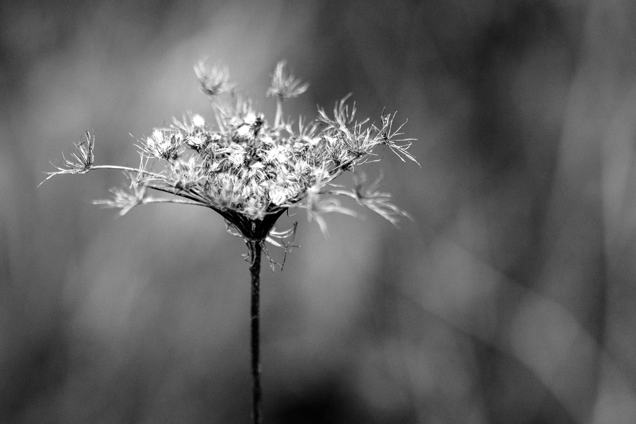 Canon EF 100mm F2.8 Macro USM sample photo. Fière (proud) photography