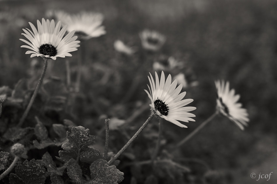 Nikon AF Nikkor 50mm F1.4D sample photo. Nature. photography