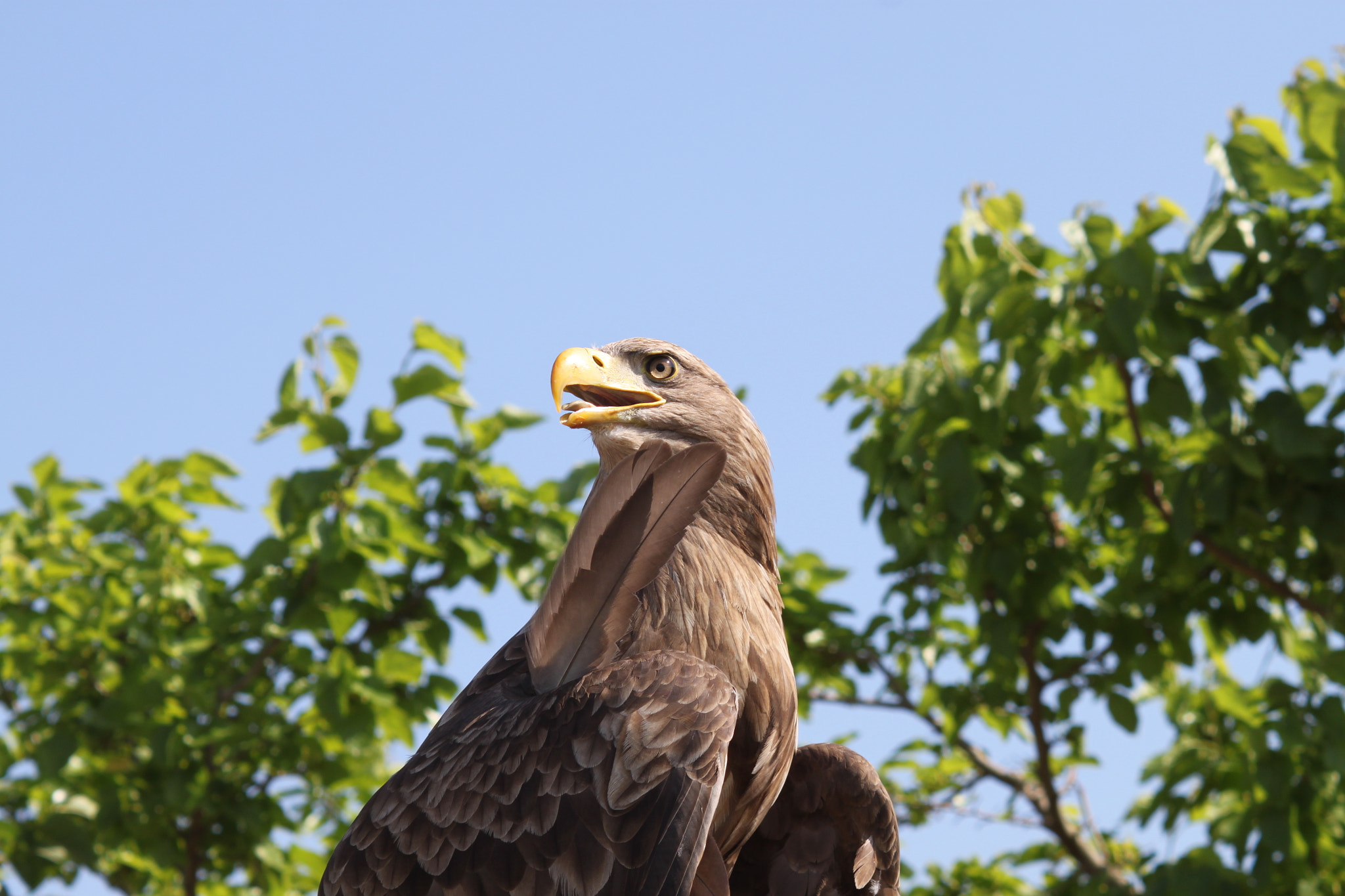 Canon EF 28-90mm f/4-5.6 sample photo