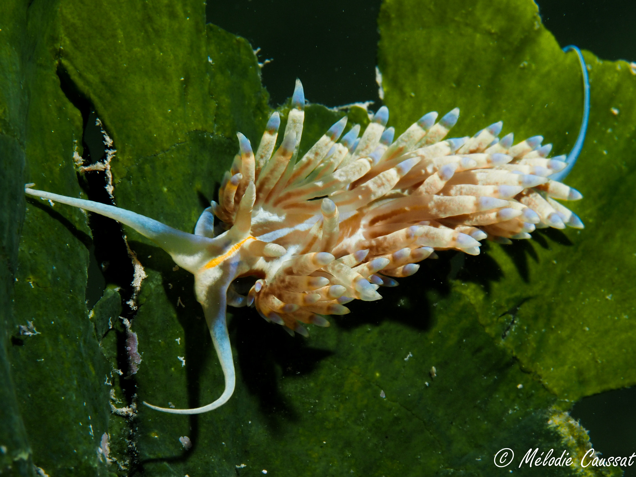 Olympus M.Zuiko Digital ED 60mm F2.8 Macro sample photo. Underwater beauty photography