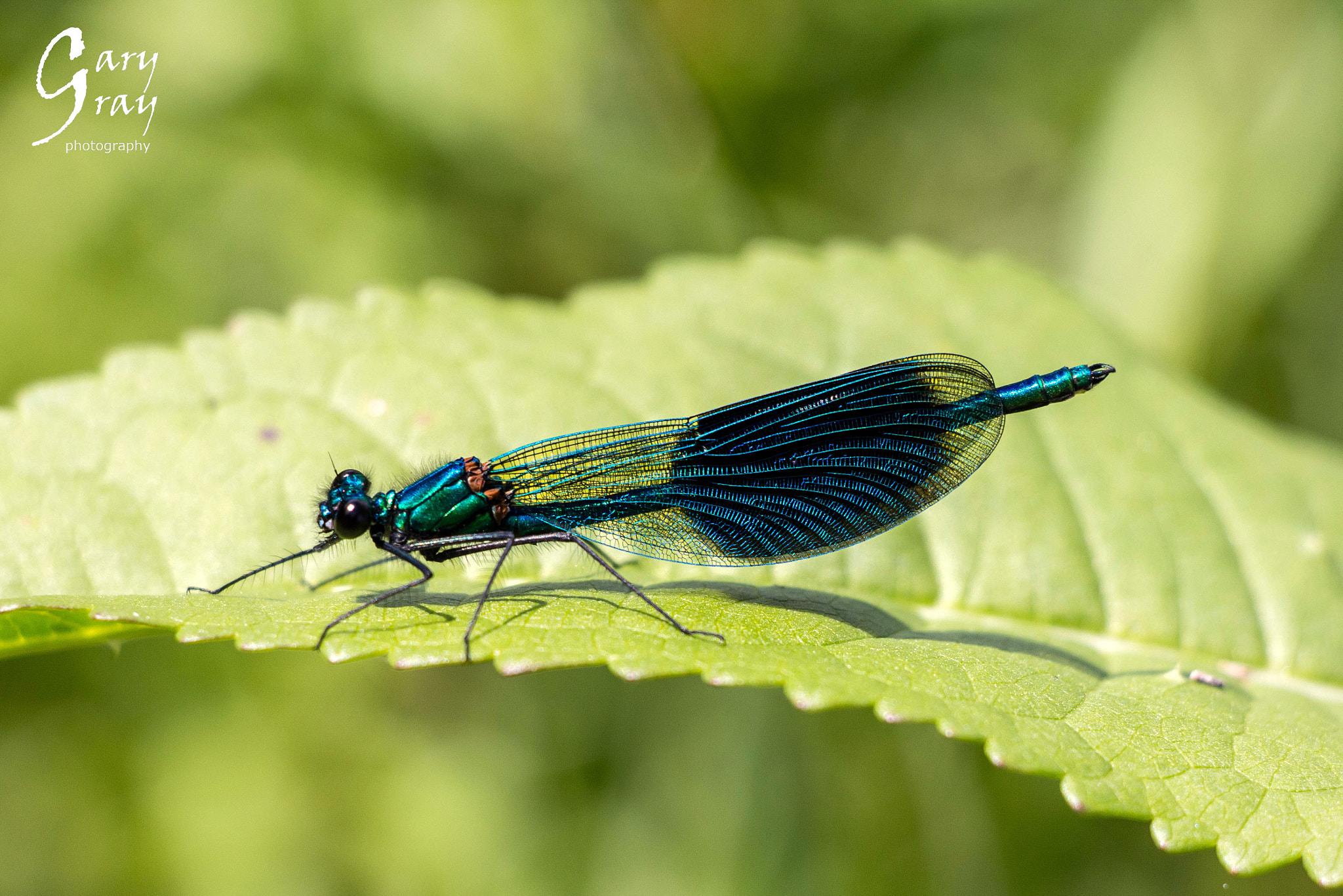 Canon EOS 60D sample photo. Beautiful demoiselle male photography