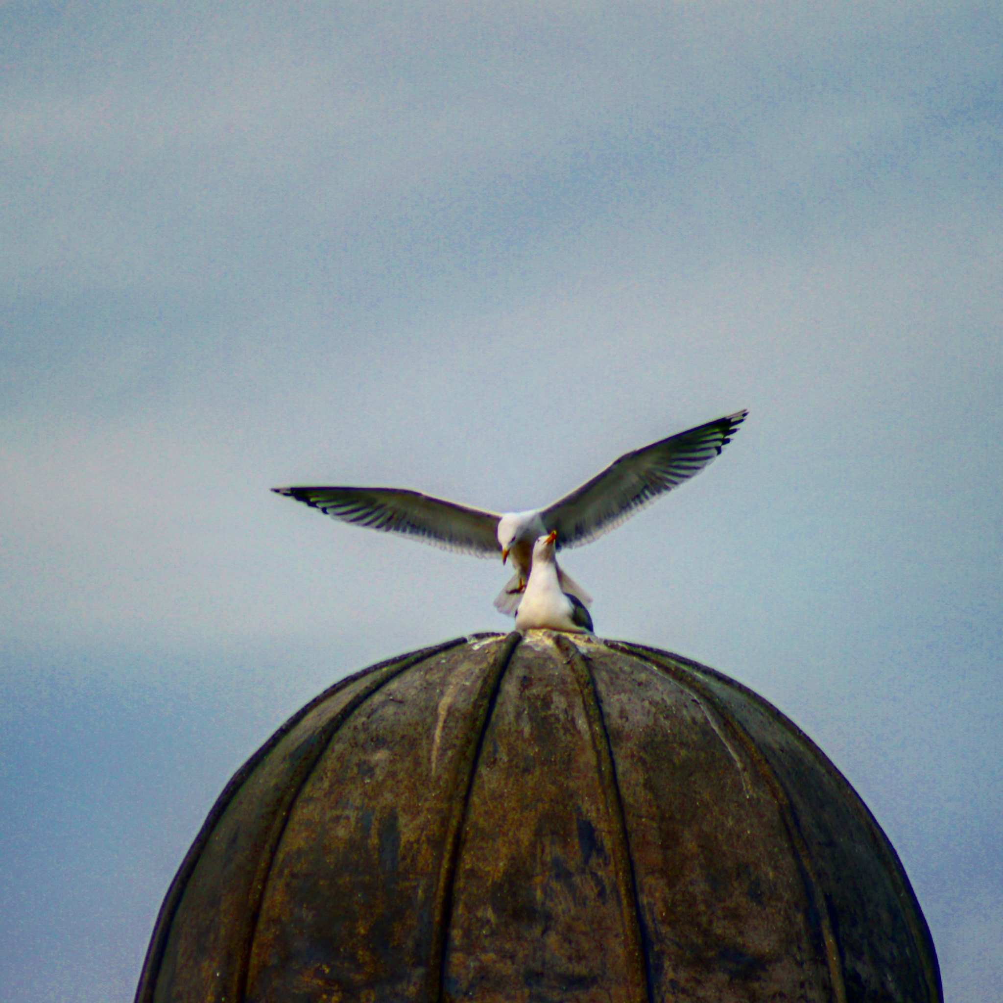 Sony SLT-A55 (SLT-A55V) + Sony 75-300mm F4.5-5.6 sample photo. İstanbul is under my wings. photography