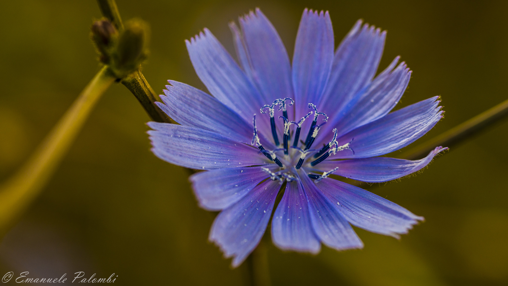 Sigma 105mm F2.8 EX DG OS HSM sample photo. Ph photography