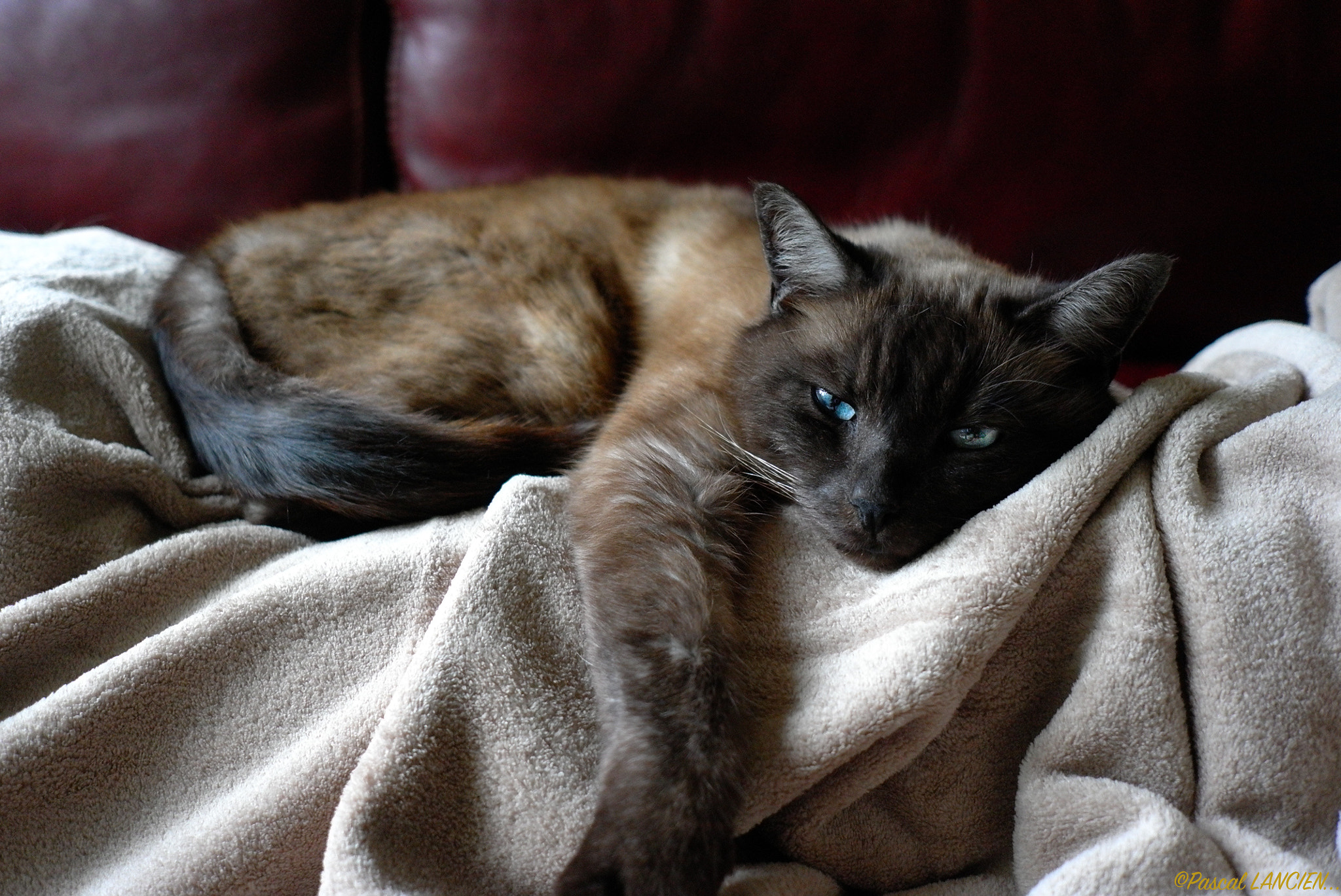 Leica X1 sample photo. Let me meditate quietly please photography