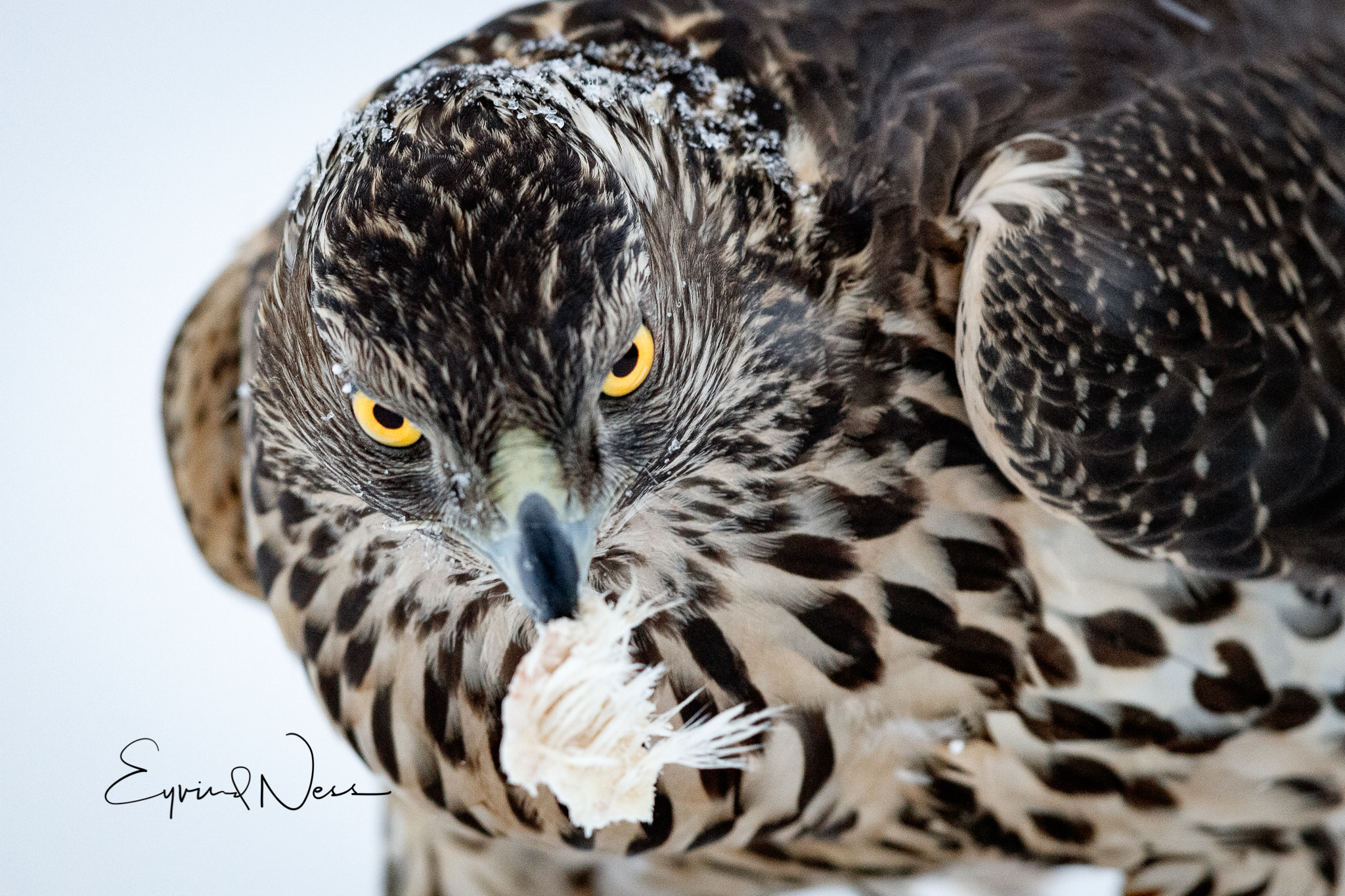 Canon EF 600mm F4L IS II USM sample photo. Goshawk stare photography