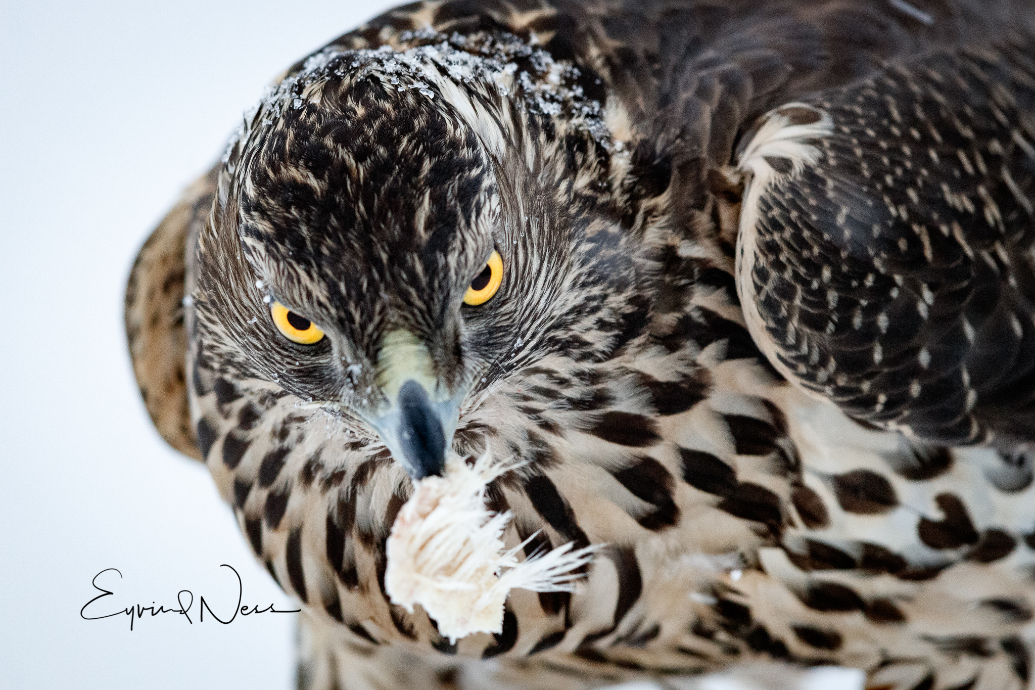 Canon EOS 5DS R + Canon EF 600mm F4L IS II USM sample photo. Goshawk stare photography