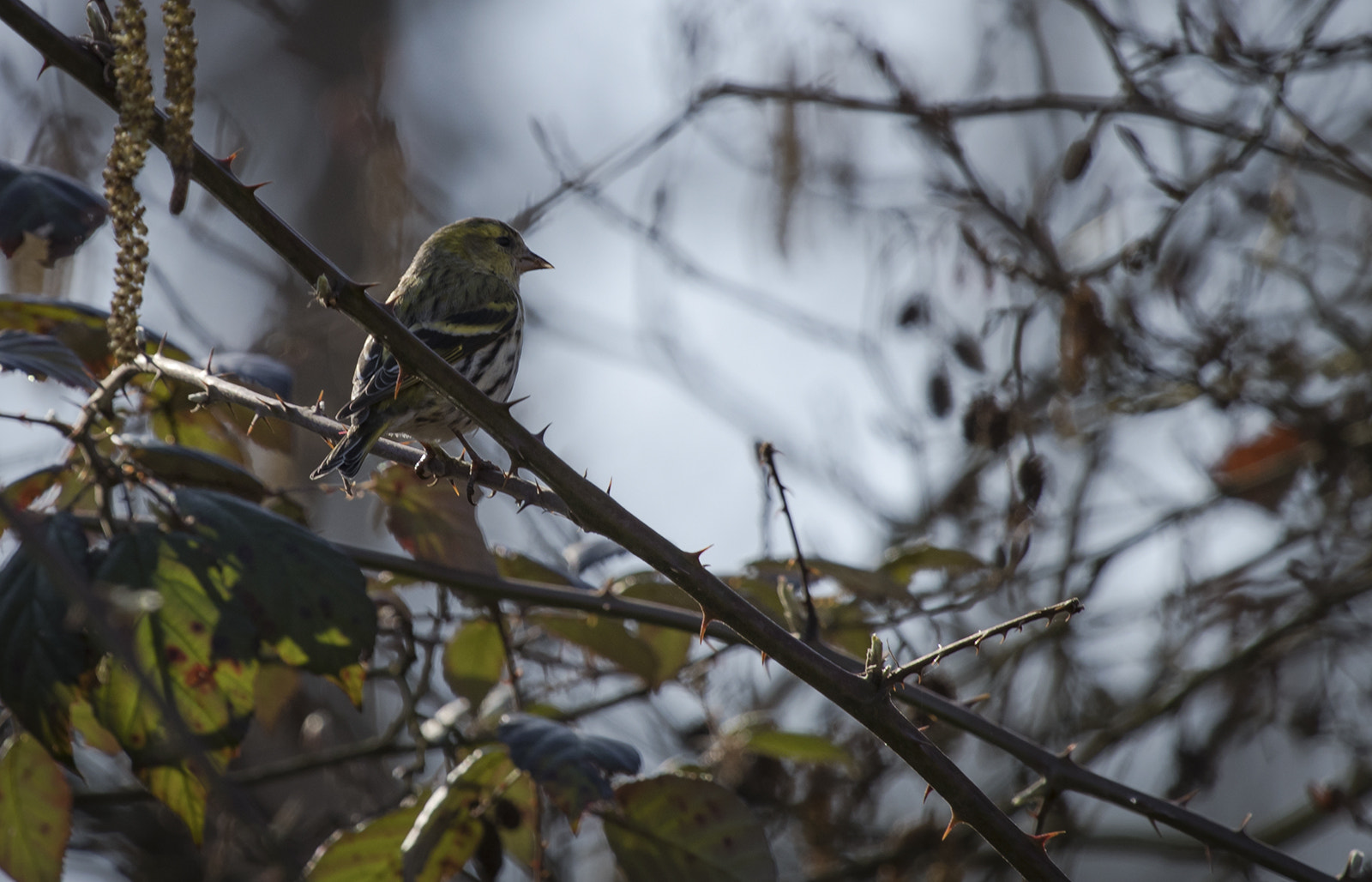 Canon EF 100-400mm F4.5-5.6L IS USM sample photo. Lucherino photography