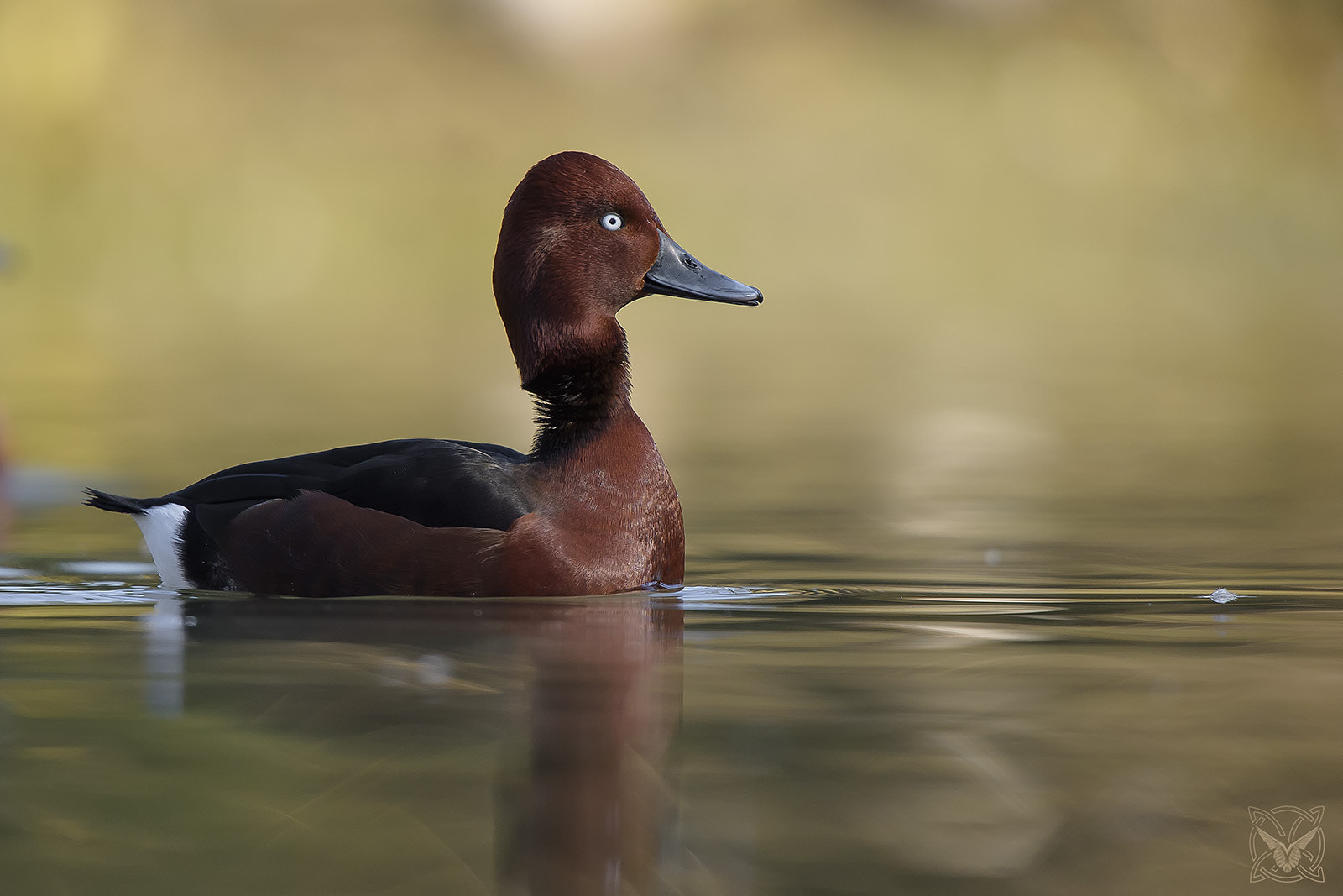 Nikon D4S + Nikon AF-S Nikkor 600mm F4G ED VR sample photo. Aythya nyroca - moretta tabaccata - white-eyed pochard photography