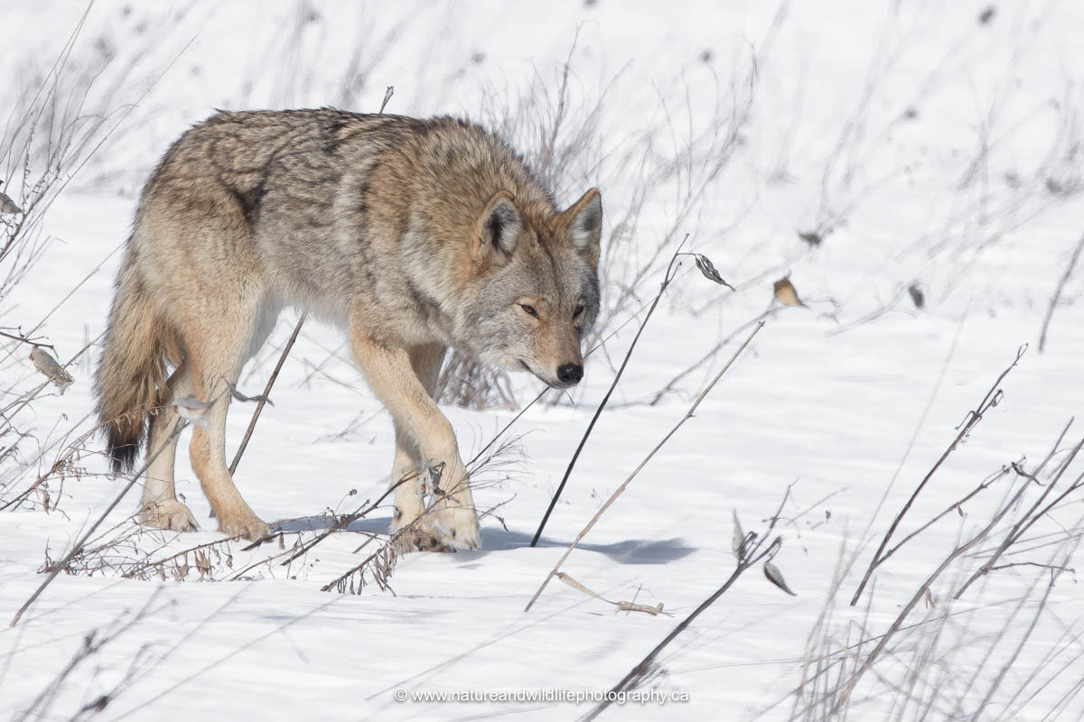 Canon EOS 5DS + Sigma 150-600mm F5-6.3 DG OS HSM | C sample photo. Coyote photography