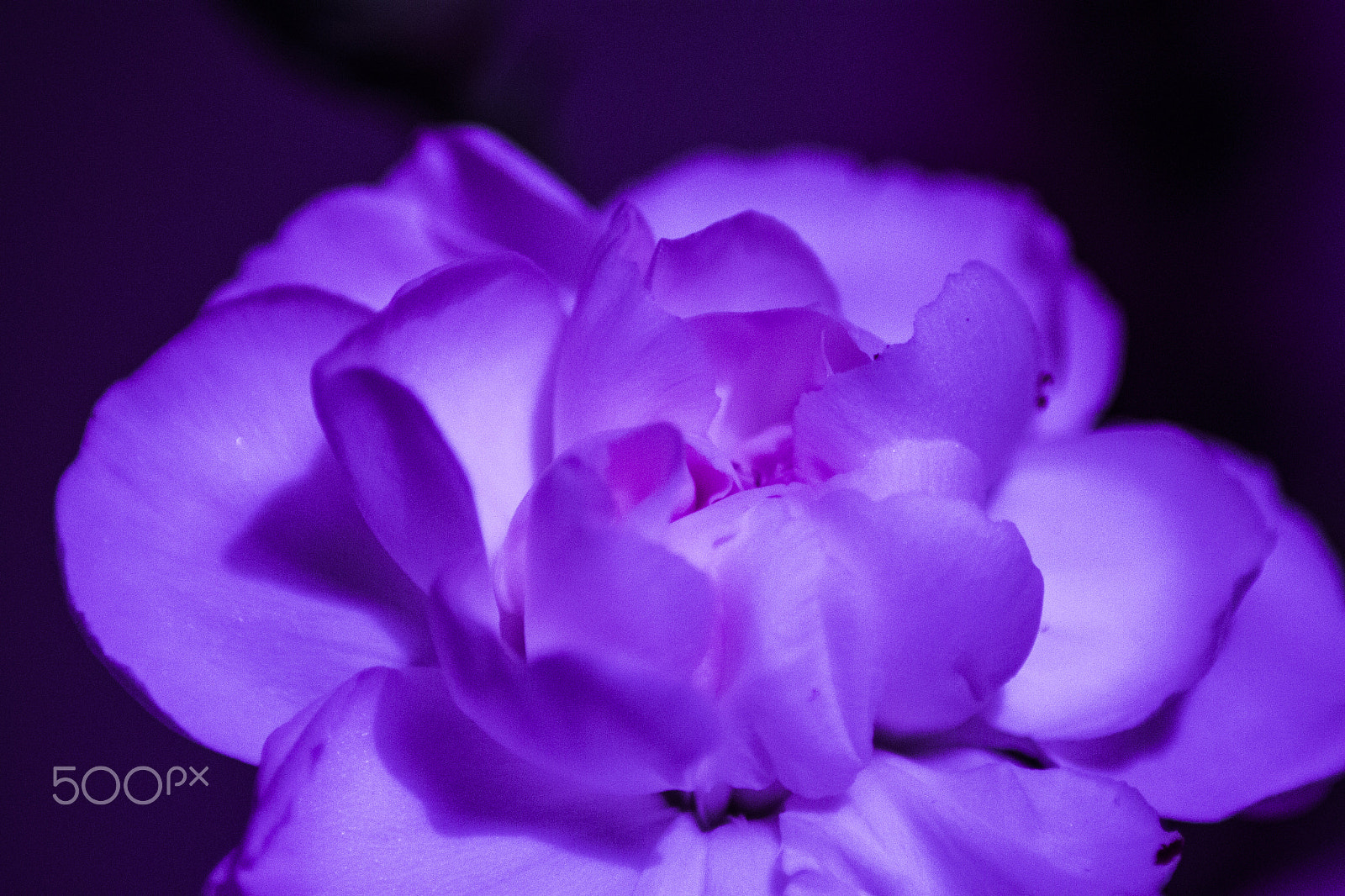 Canon EOS 500D (EOS Rebel T1i / EOS Kiss X3) sample photo. The burning purple photography