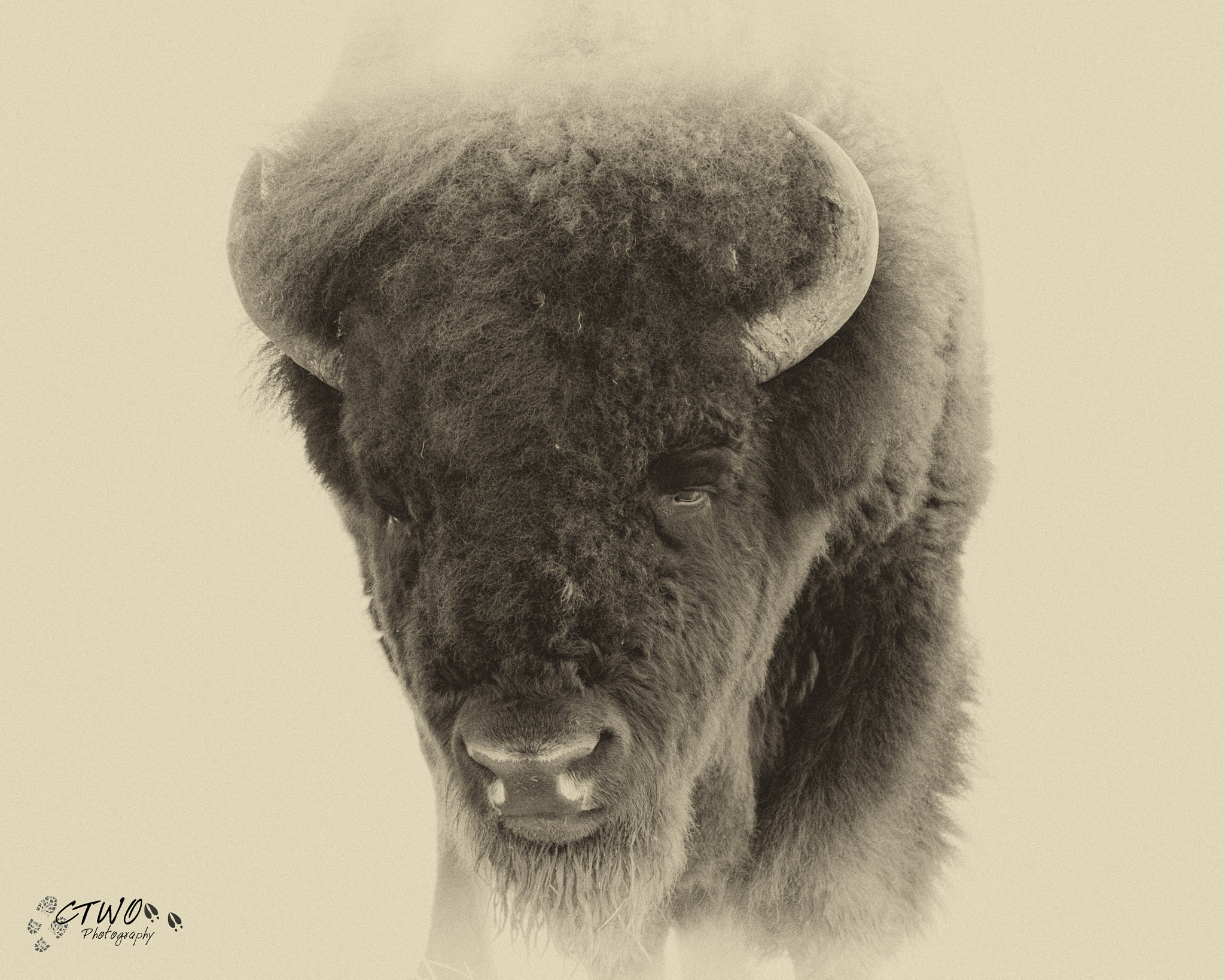 Sigma 150-600mm F5-6.3 DG OS HSM | C sample photo. Bison face antique photography