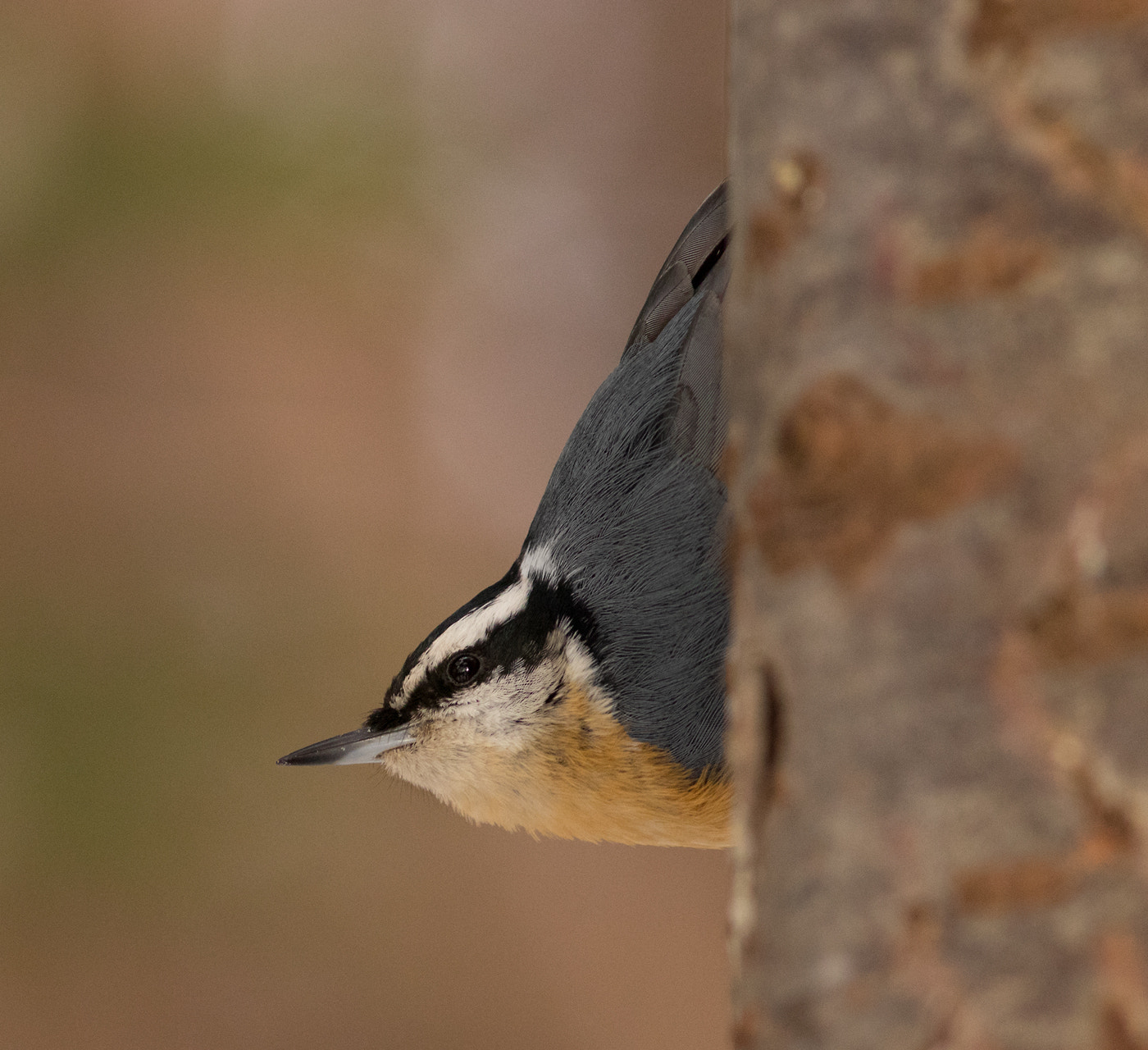 Canon EF 300mm F4L IS USM sample photo. Red breasted nuthatch photography