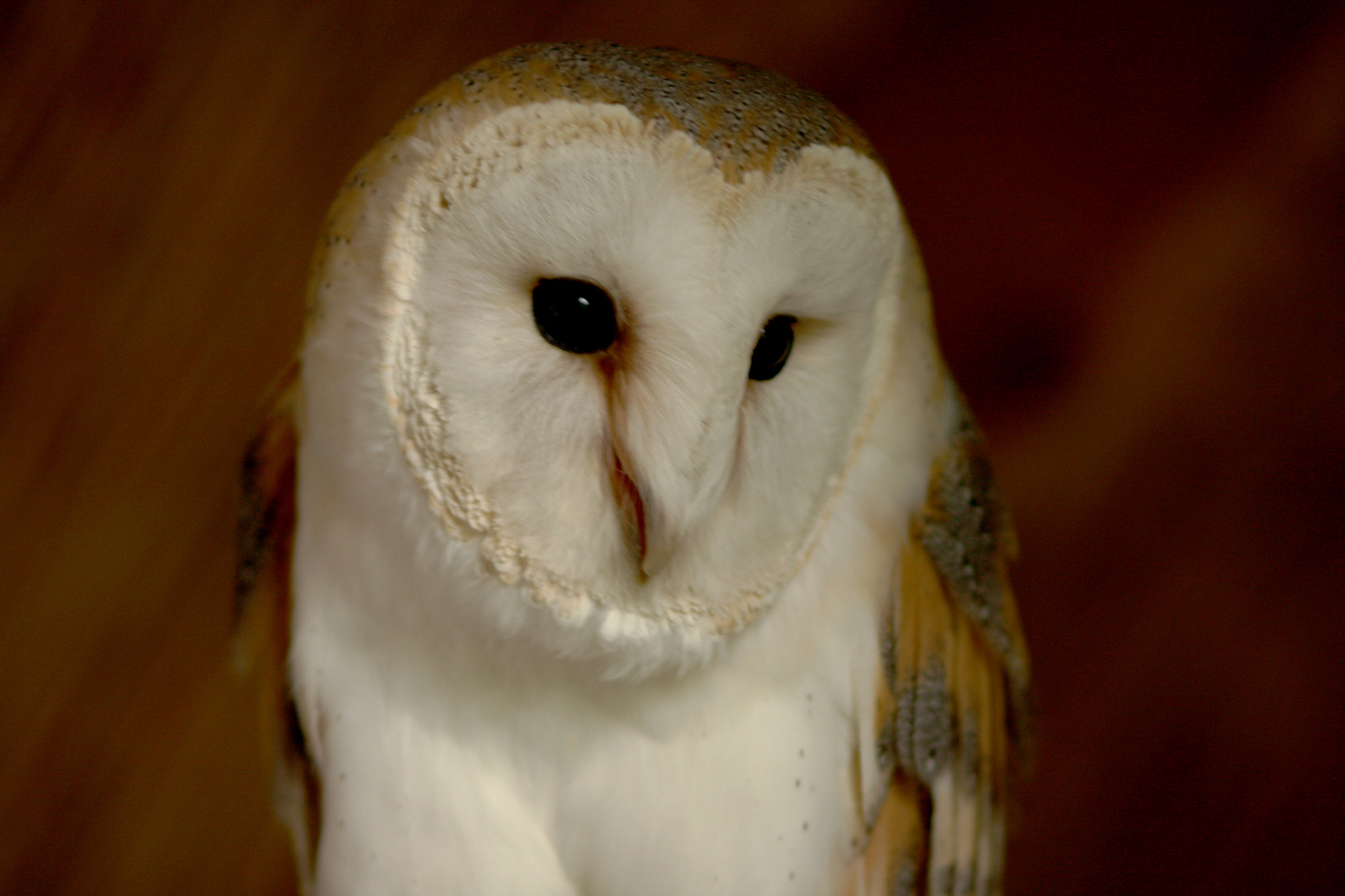 Canon EOS 40D + Canon EF 135mm F2.8 SF sample photo. Forlorn barn owl photography