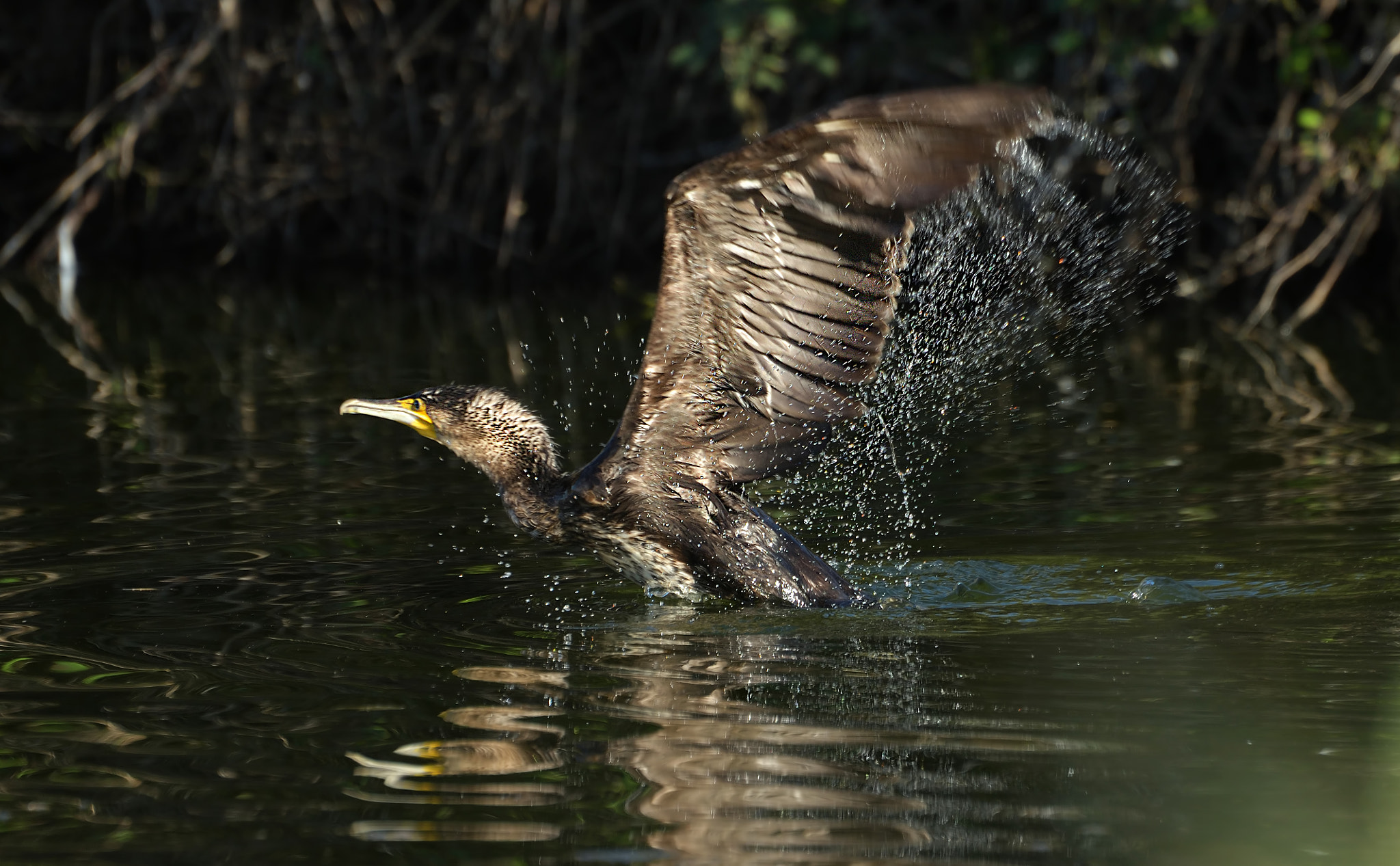 Nikon D500 sample photo. Cormoran photography