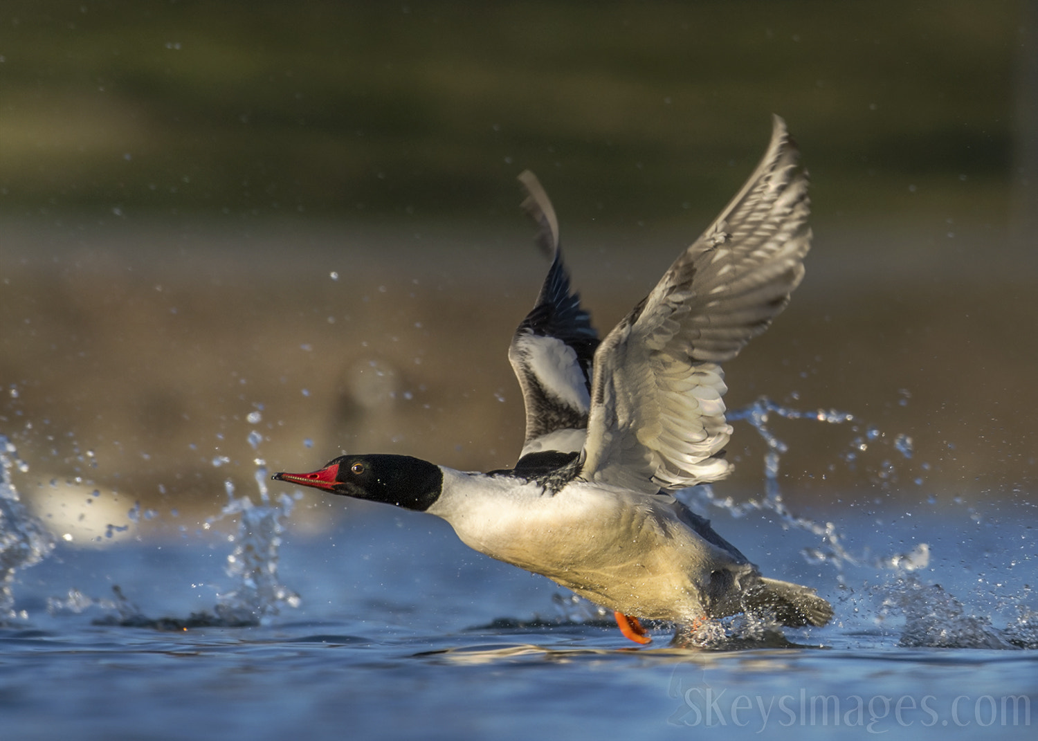 Nikon D7200 + Nikon AF-S Nikkor 500mm F4G ED VR sample photo. On the move (common merganser) photography