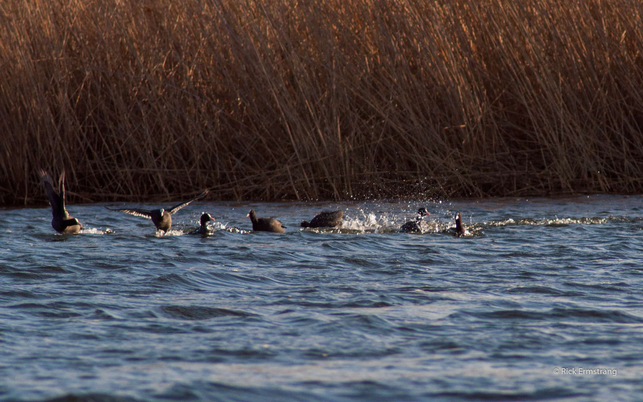 AF Nikkor 180mm f/2.8 IF-ED sample photo. Playing around..eurasian coots photography