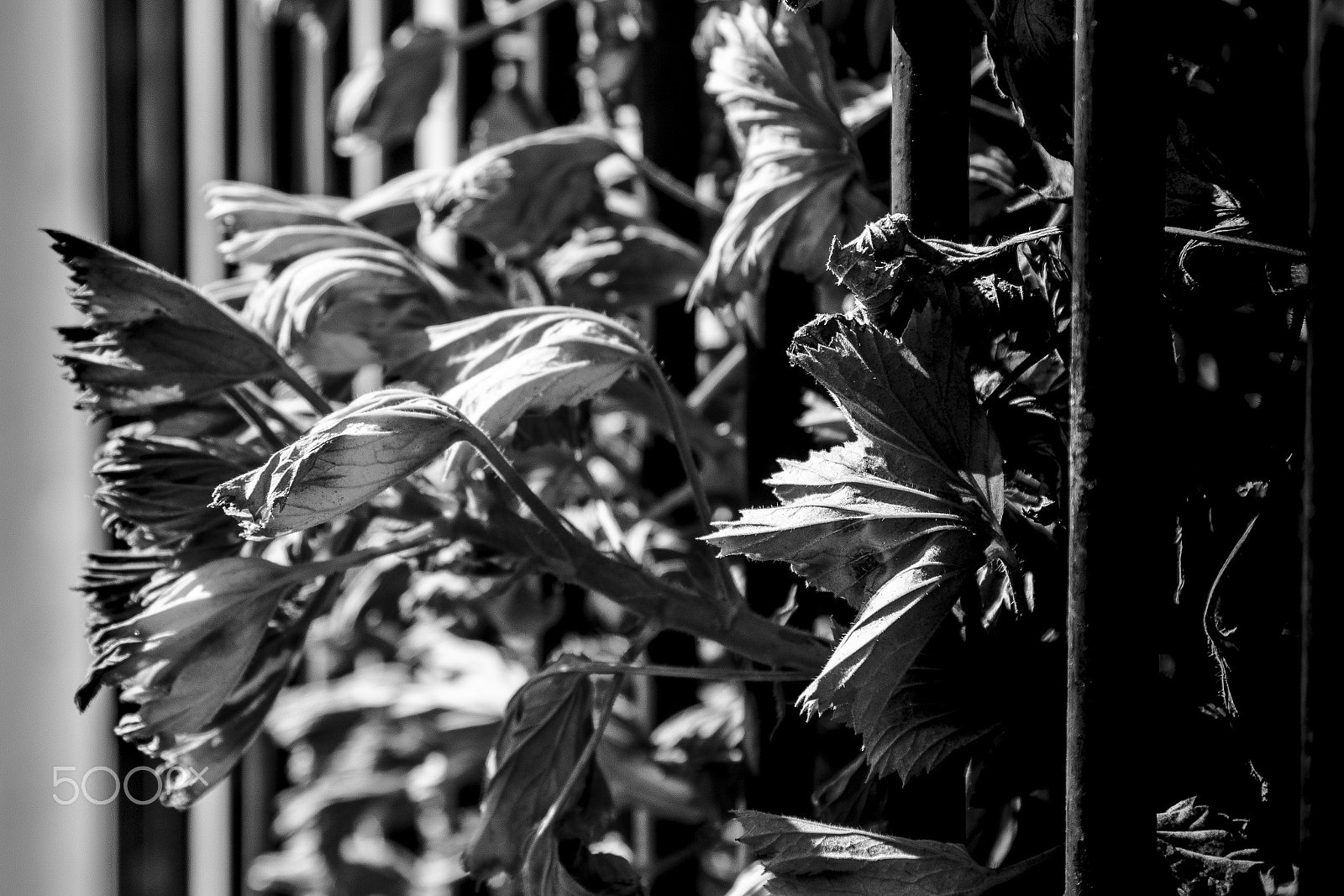 Canon EOS 1200D (EOS Rebel T5 / EOS Kiss X70 / EOS Hi) sample photo. Flowers photography