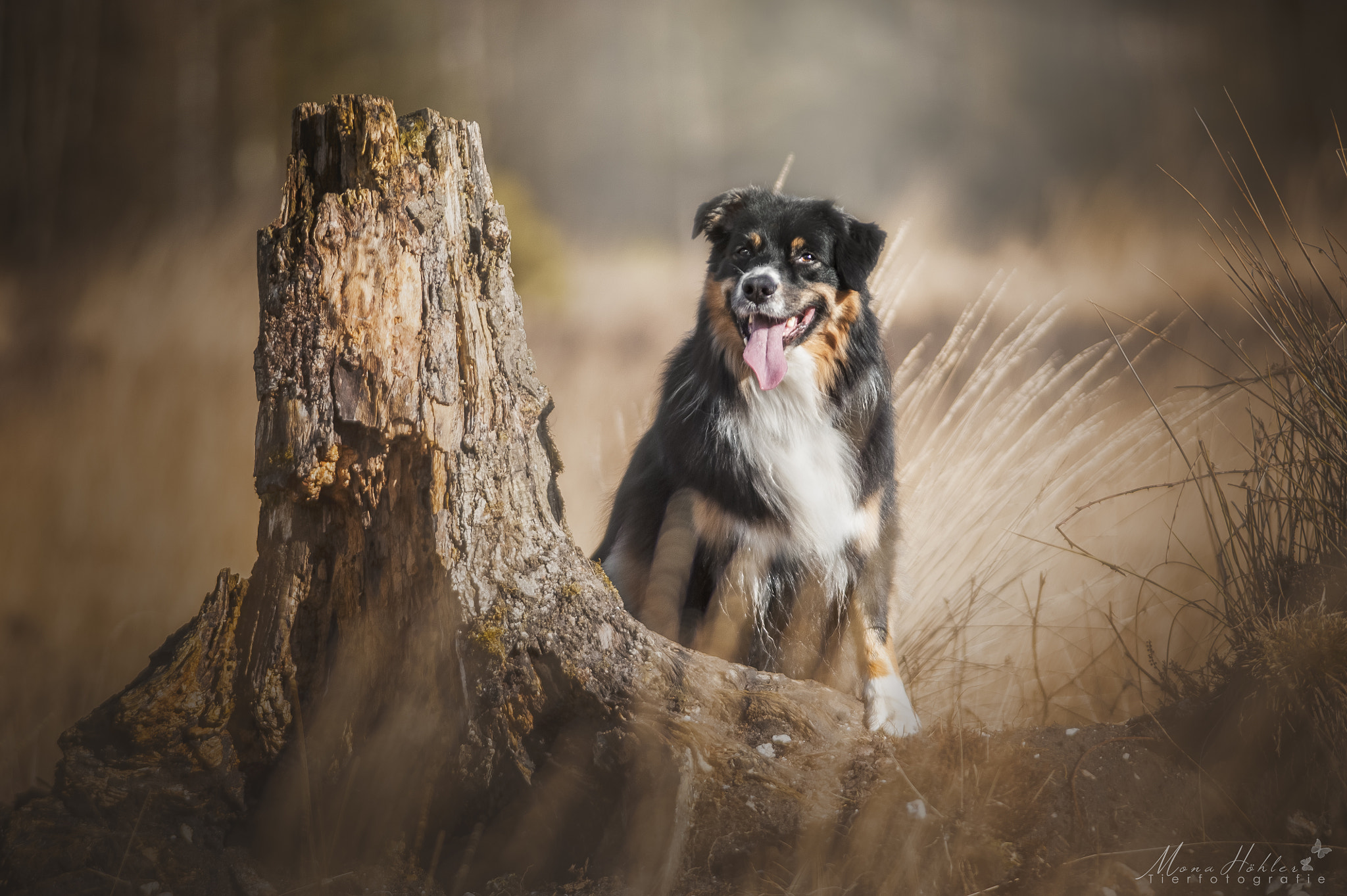 Nikon AF Nikkor 180mm F2.8D ED-IF sample photo. Wild wild photography