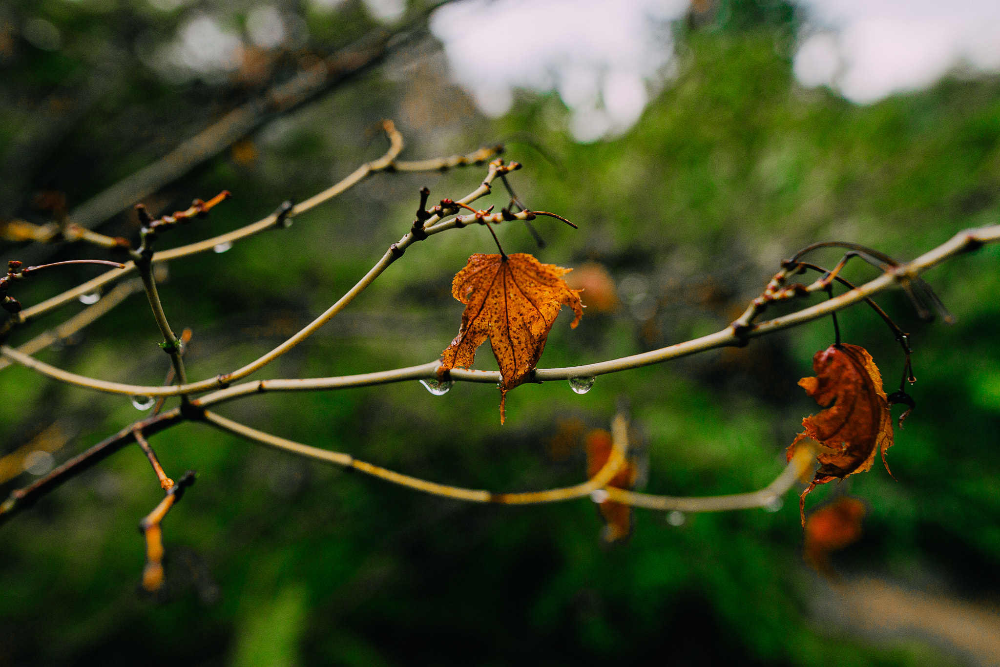 Sigma 24mm F1.4 DG HSM Art sample photo. Dipped in rain photography