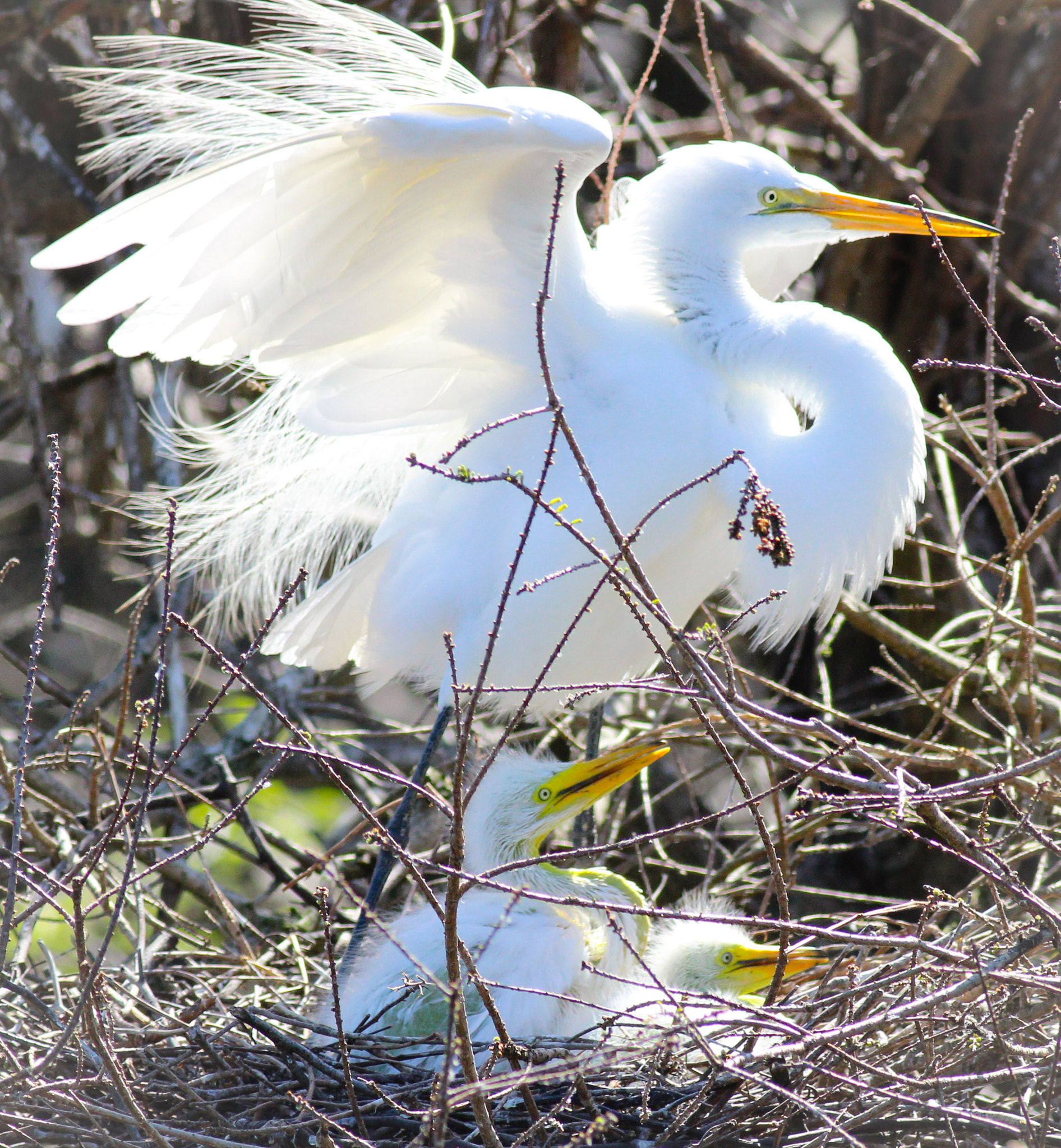 Canon EOS 600D (Rebel EOS T3i / EOS Kiss X5) + Canon EF 400mm F5.6L USM sample photo. Egrets photography