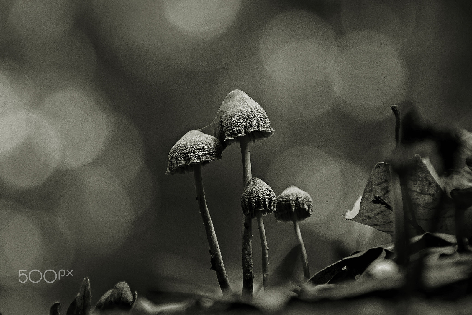 Canon EOS 500D (EOS Rebel T1i / EOS Kiss X3) sample photo. Family in the forest. photography