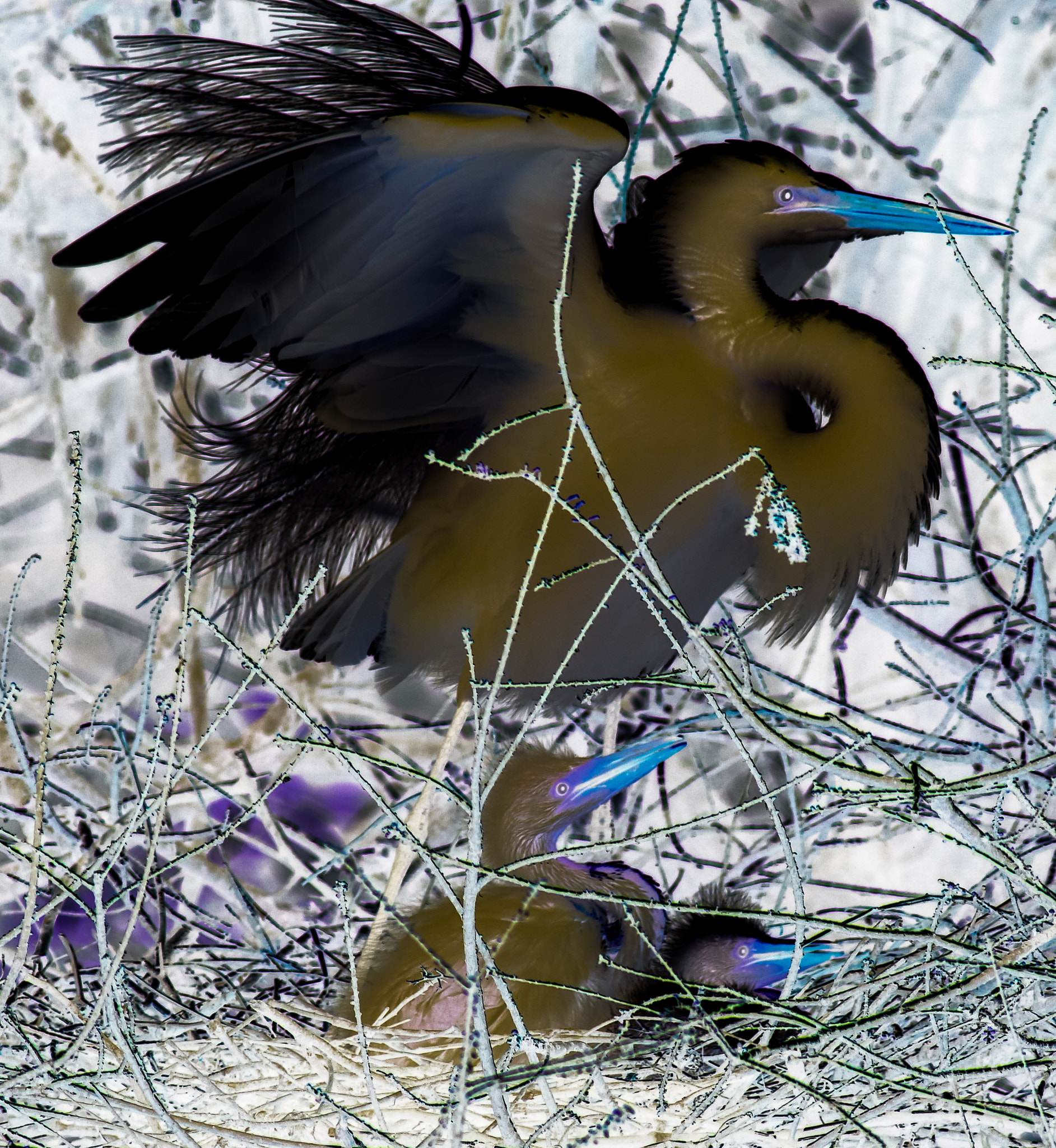 Canon EOS 600D (Rebel EOS T3i / EOS Kiss X5) + Canon EF 400mm F5.6L USM sample photo. Inverted egrets photography