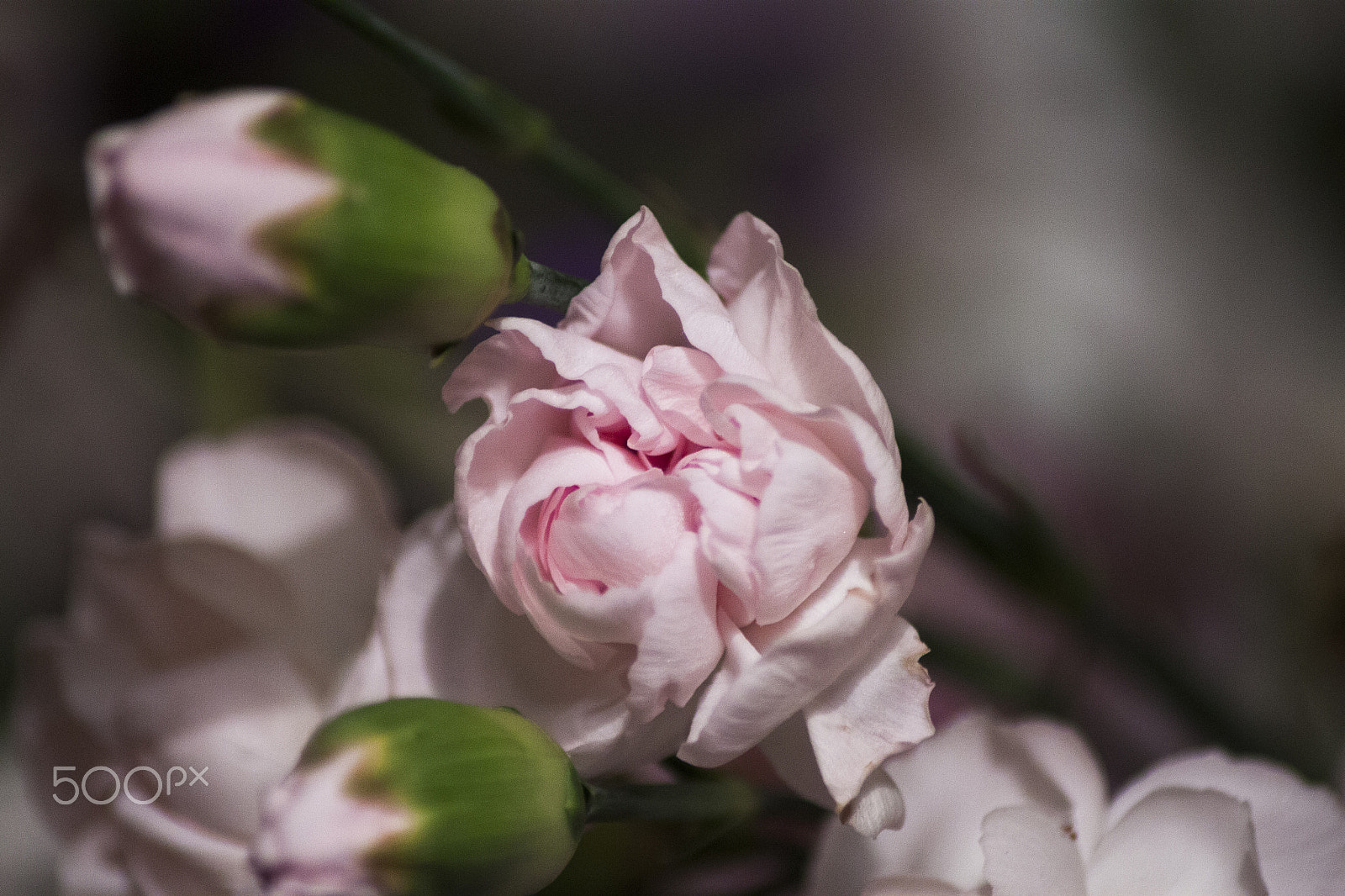 Canon EOS 500D (EOS Rebel T1i / EOS Kiss X3) sample photo. Floral life photography