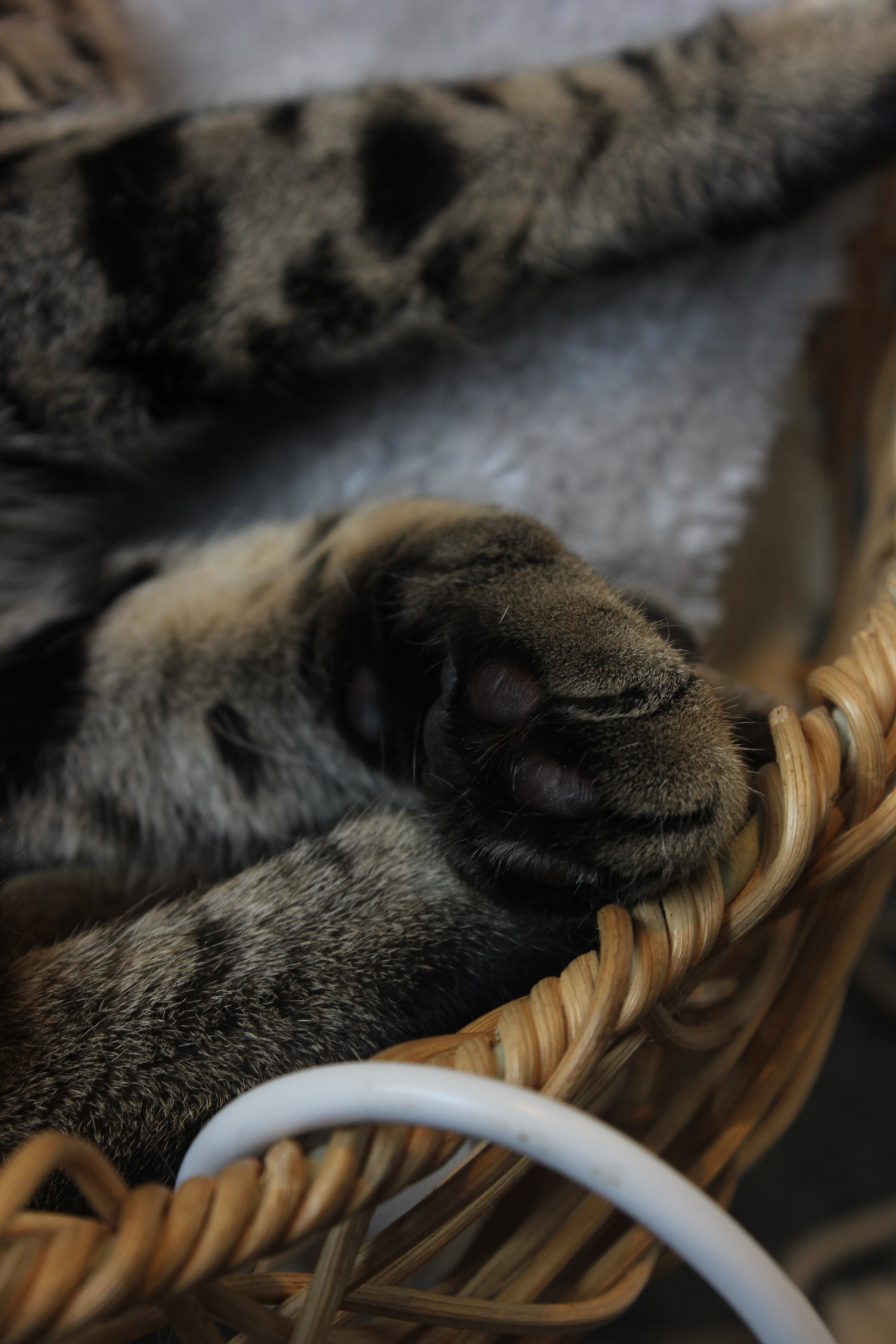 Canon EF-S 18-55mm F3.5-5.6 III sample photo. Paws photography