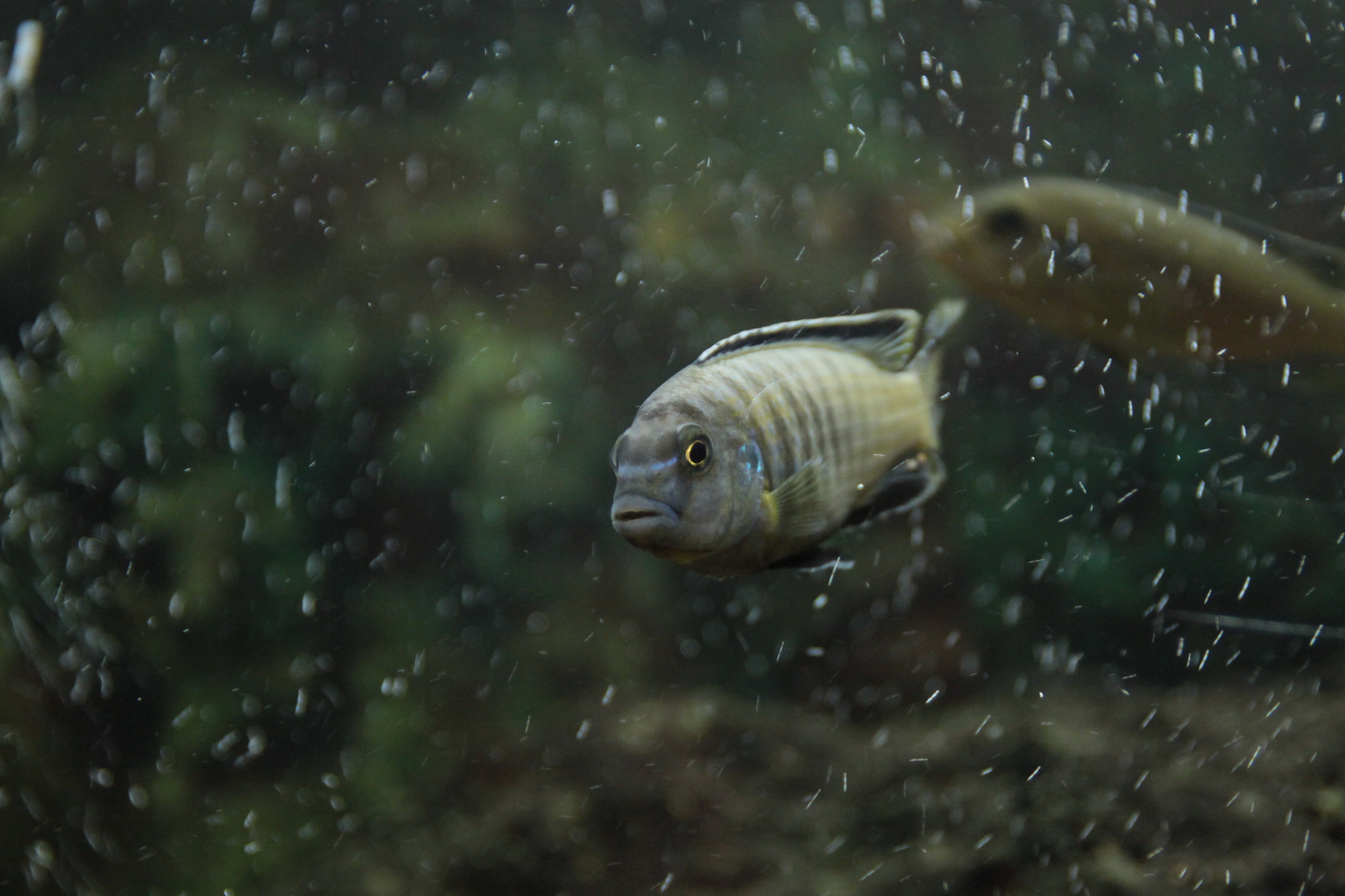 Canon EOS 50D sample photo. Img photography