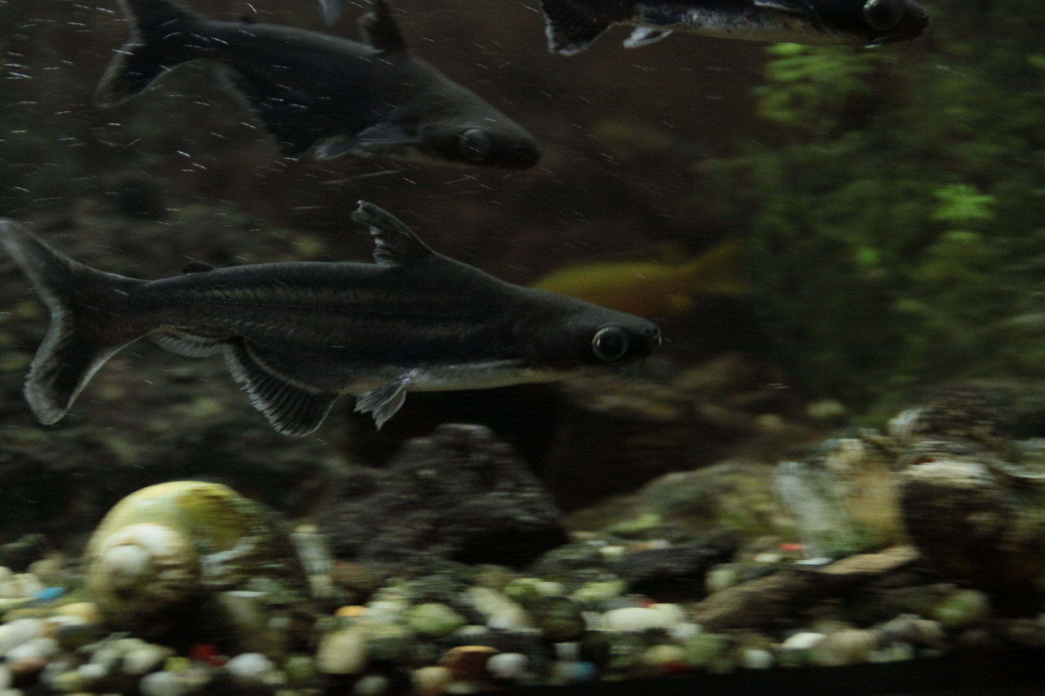 Canon EOS 50D sample photo. Img photography