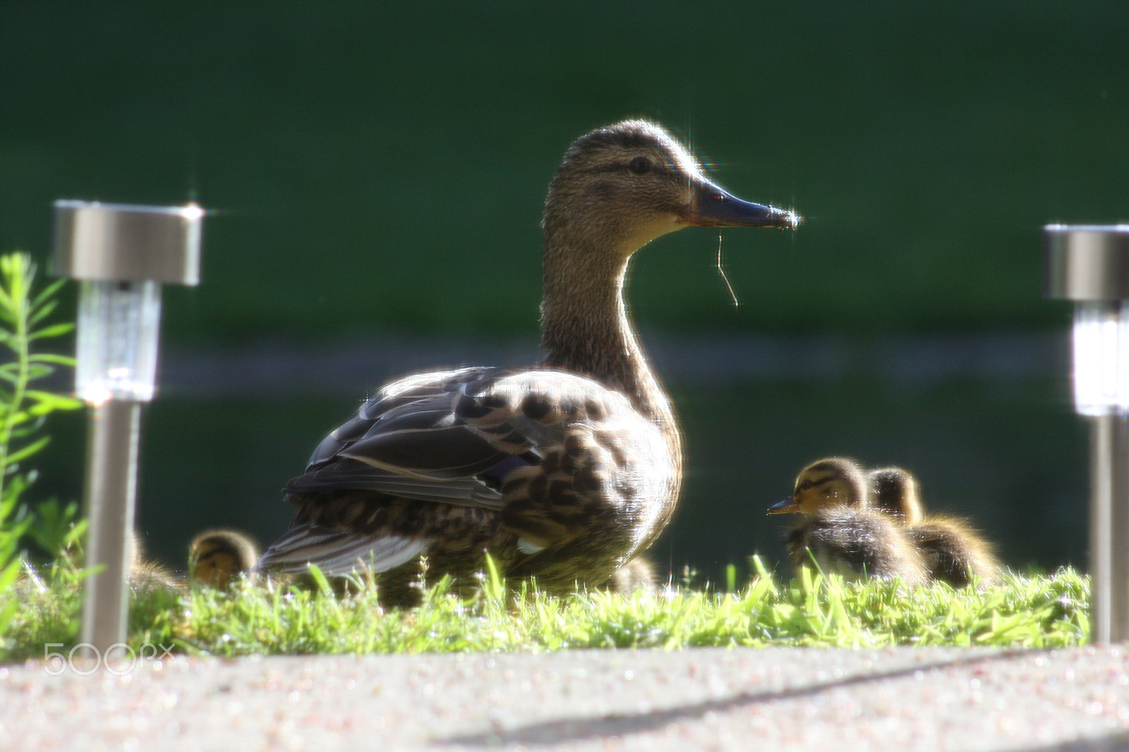 Canon EF 75-300mm f/4-5.6 USM sample photo. Img photography