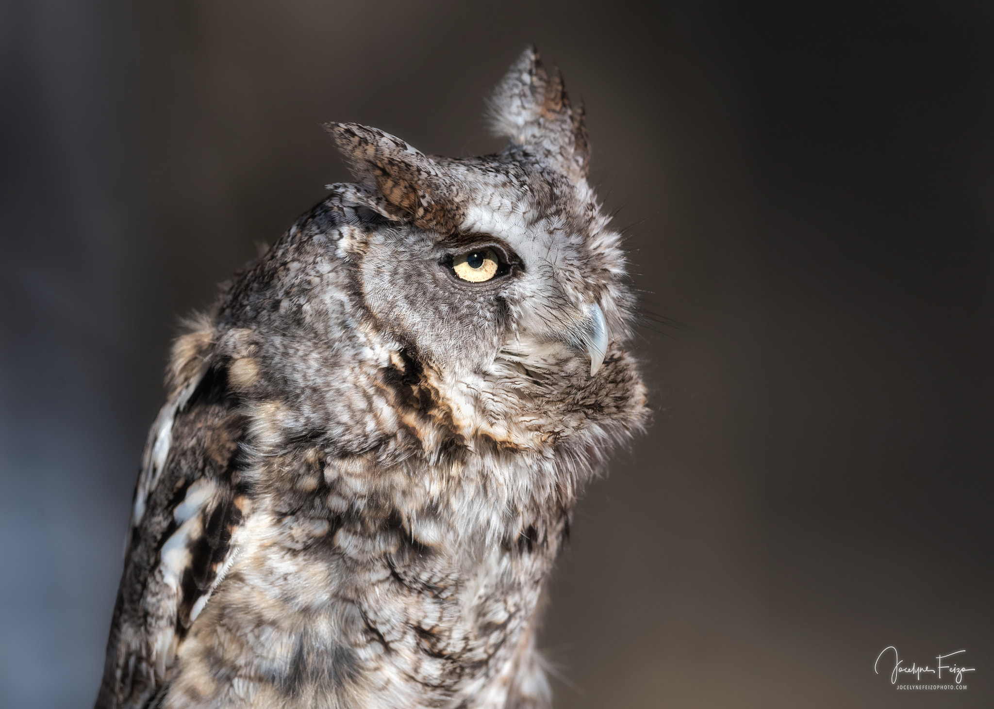 Nikon D750 + Nikon AF-S Nikkor 300mm F4D ED-IF sample photo. Thor, the eastern screech owl photography