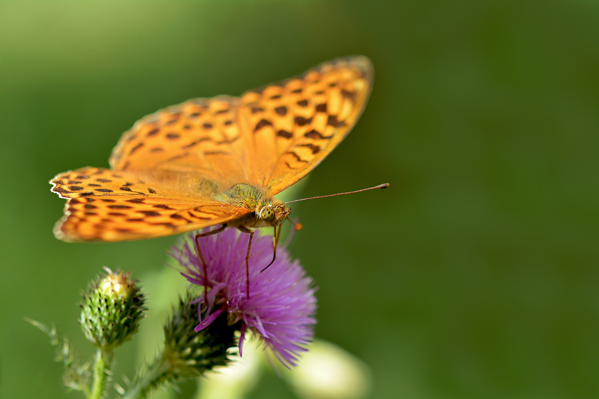 Sigma 105mm F2.8 EX DG OS HSM sample photo. Dsc photography