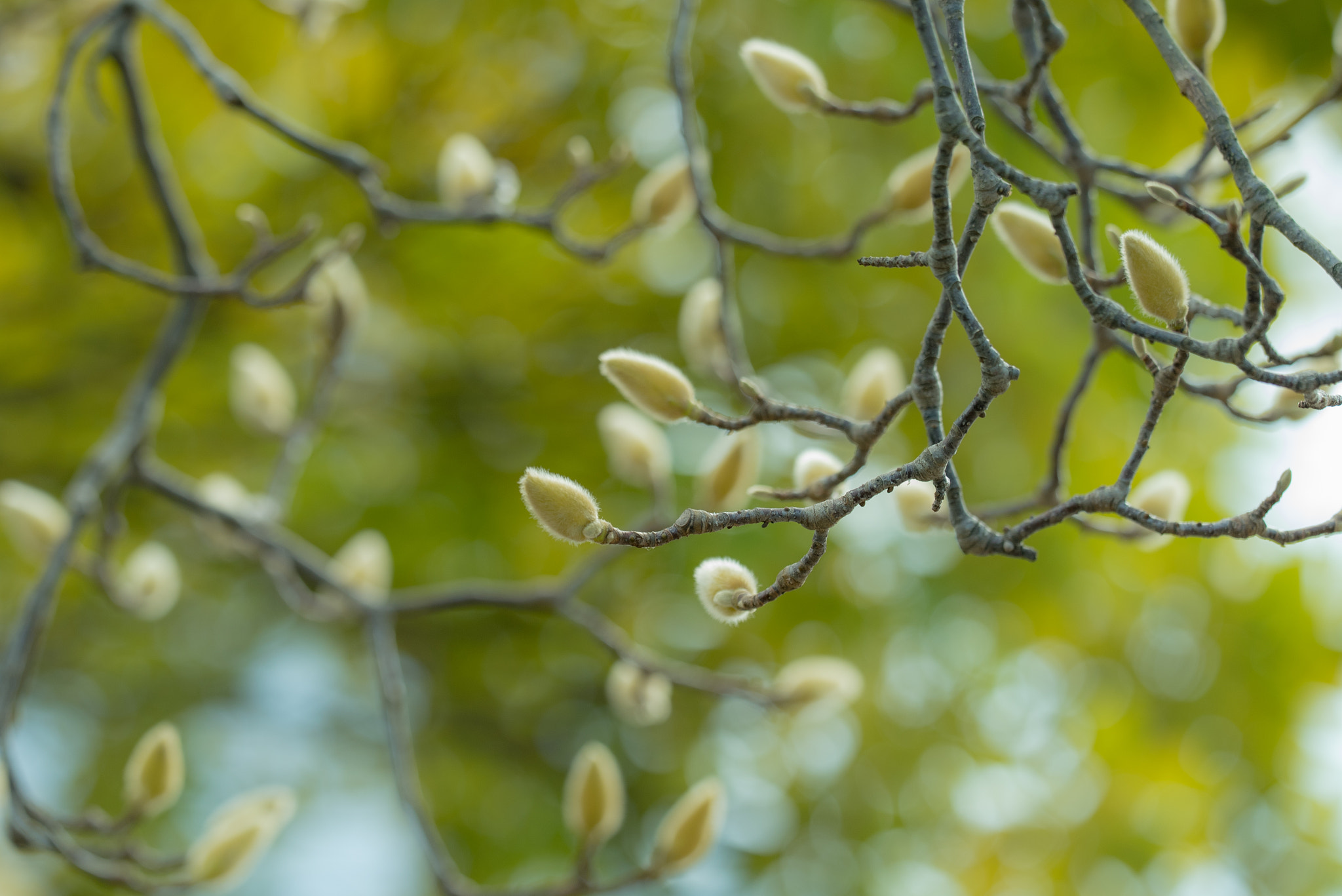 Sigma 150mm F2.8 EX DG OS Macro HSM sample photo. Magnolia photography