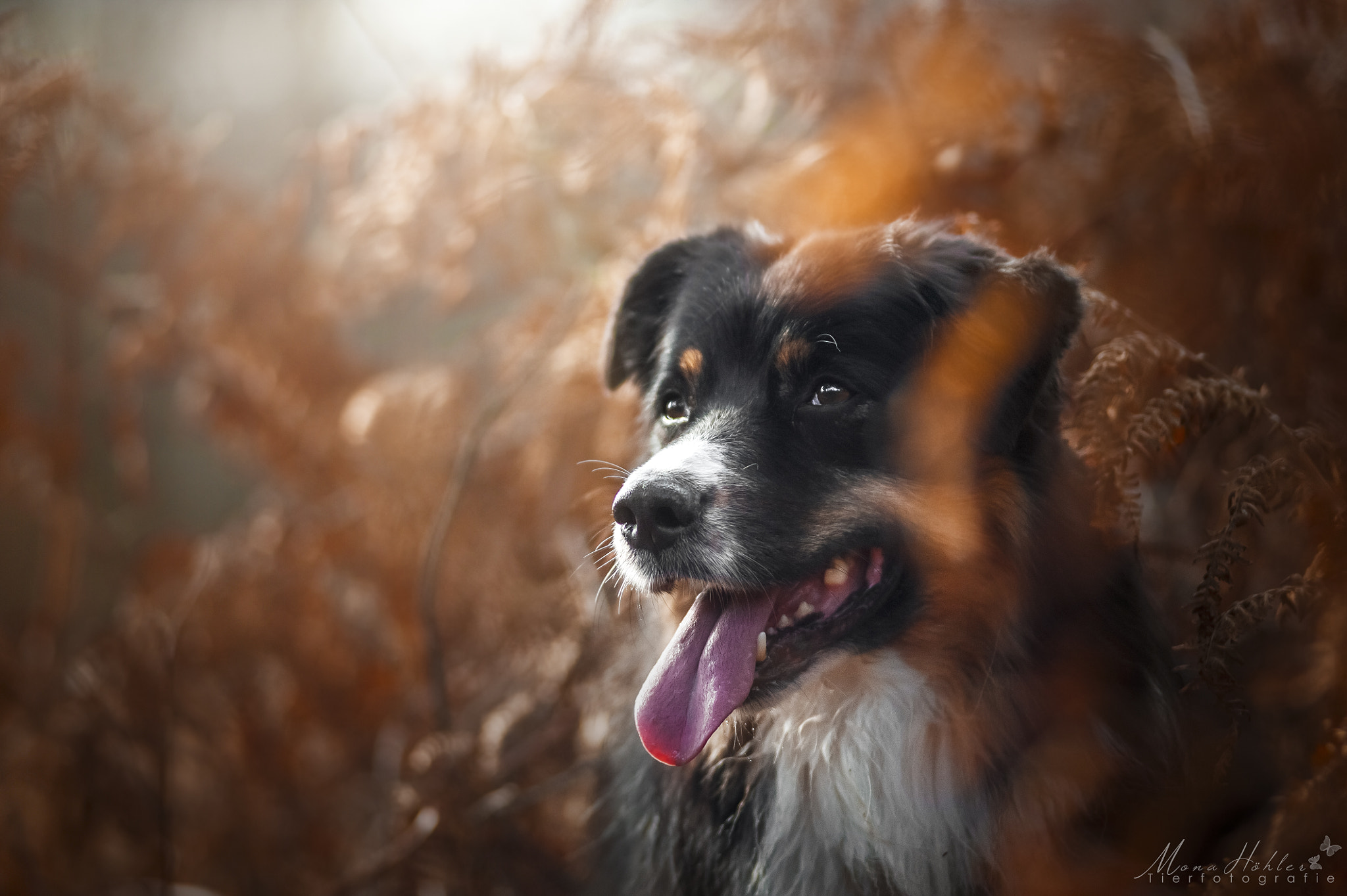 Nikon AF Nikkor 180mm F2.8D ED-IF sample photo. A kind of magic photography