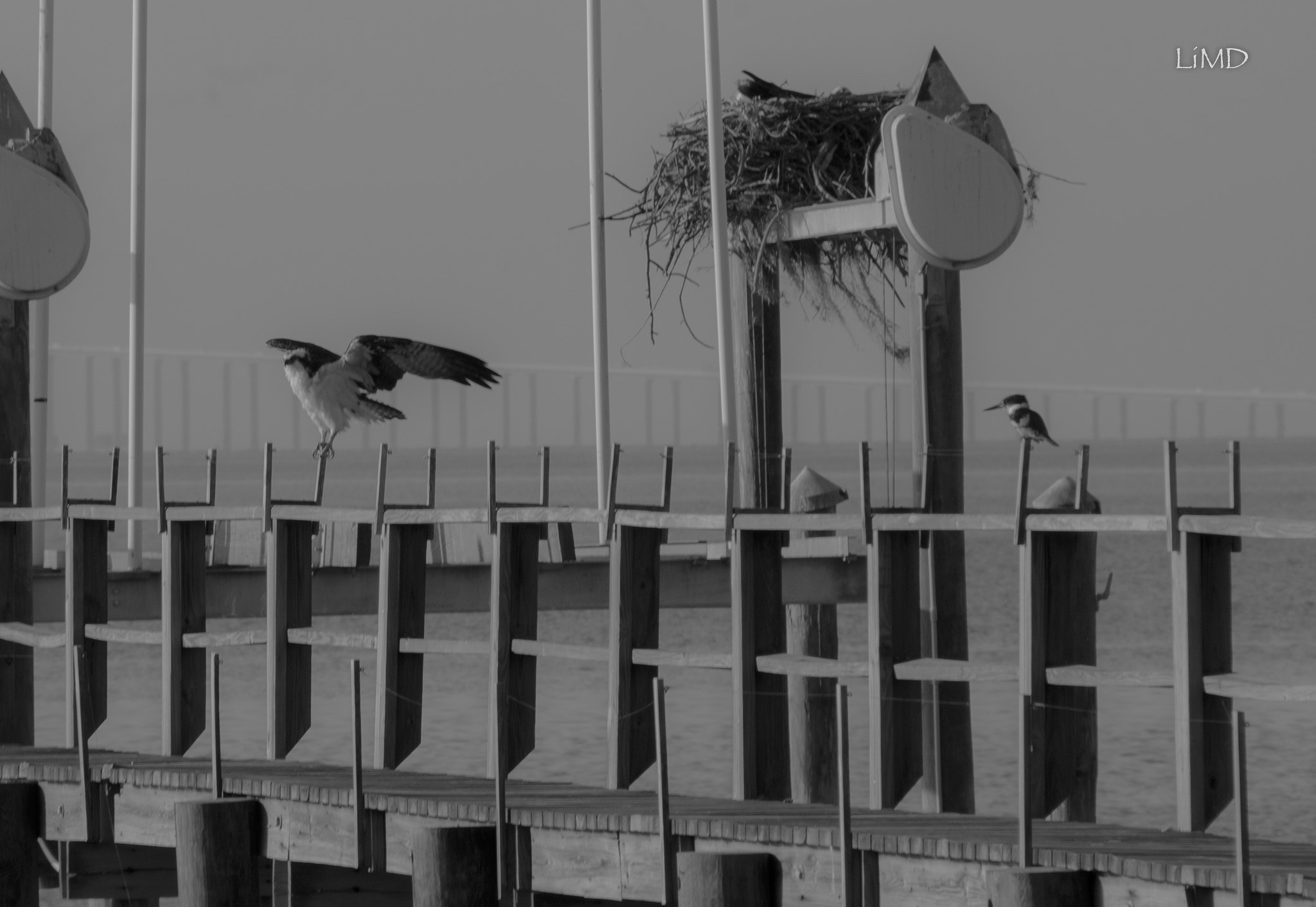 Nikon D600 sample photo. Osprey and nest photography