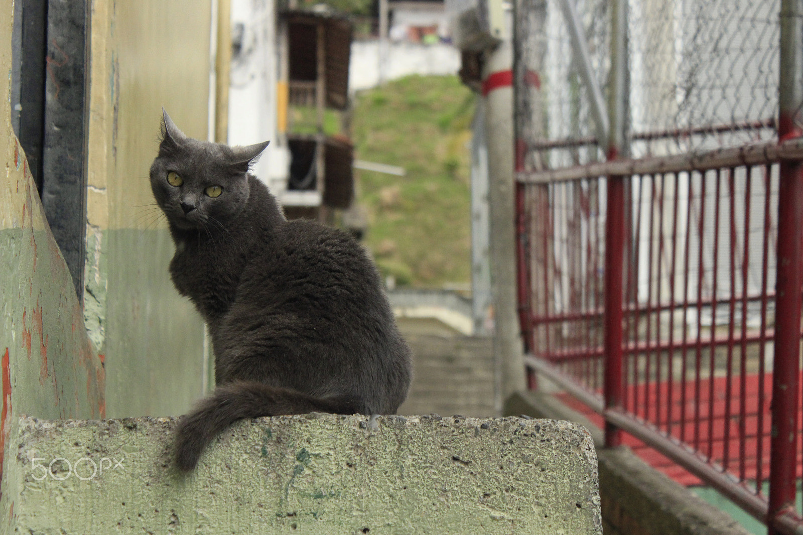 Canon EF-S 18-55mm F3.5-5.6 IS sample photo. 17425997665.jpg photography