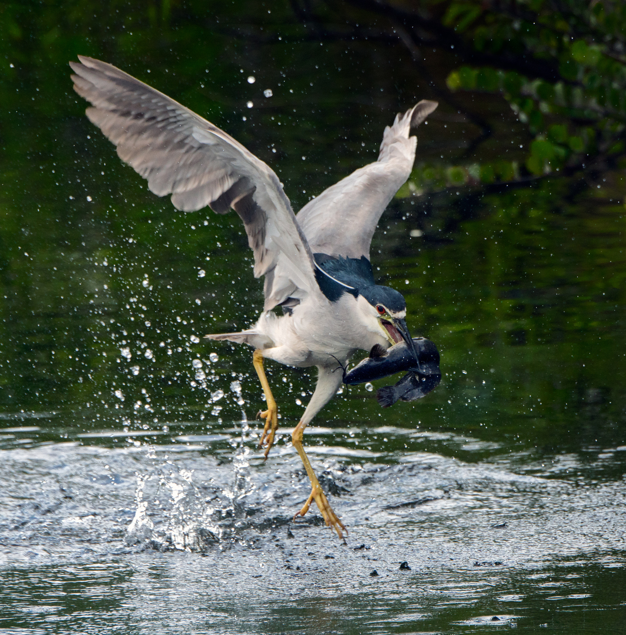 Nikon D500 sample photo. The catch: black-crowned night heron with catfish photography